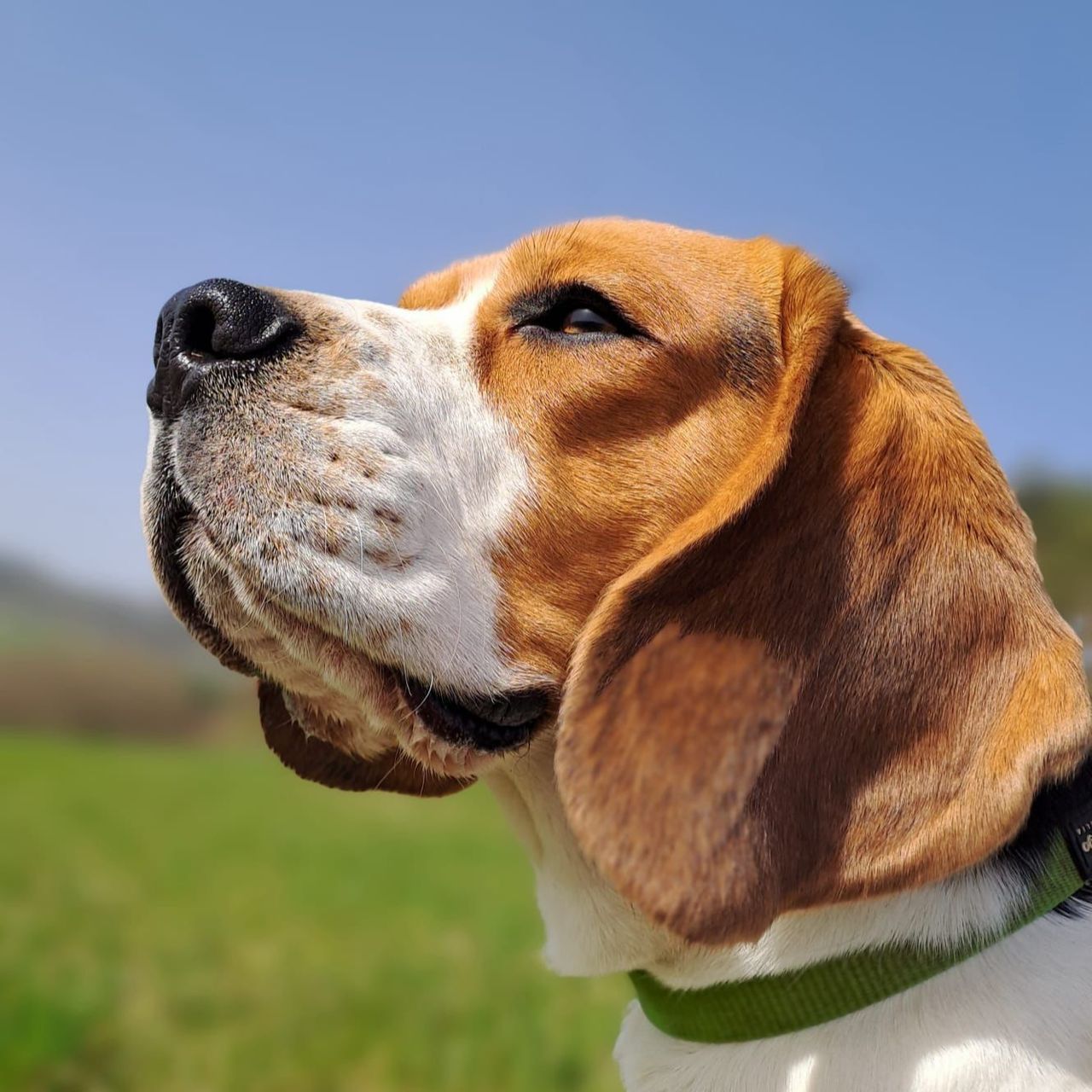 Soutěžní fotografie - Chase,  Beagle