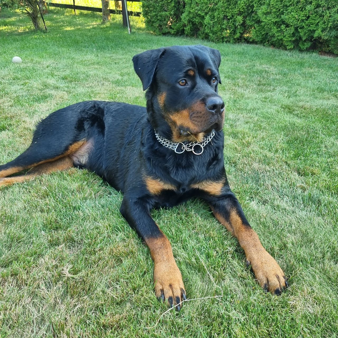 Soutěžní fotografie - Ronnie,  Rotvajler