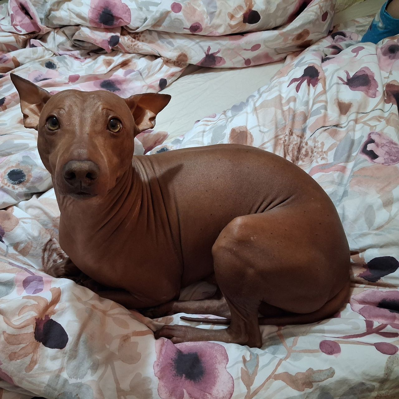 Soutěžní fotografie - Dobby,  Americký bezsrstý terier