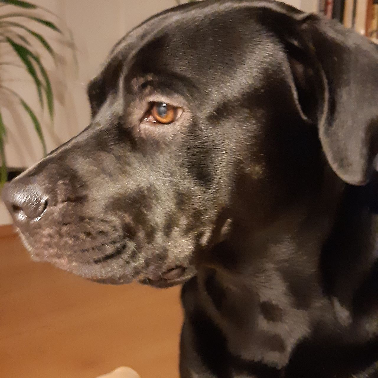Soutěžní fotografie - Čert,  Labradorský retriever