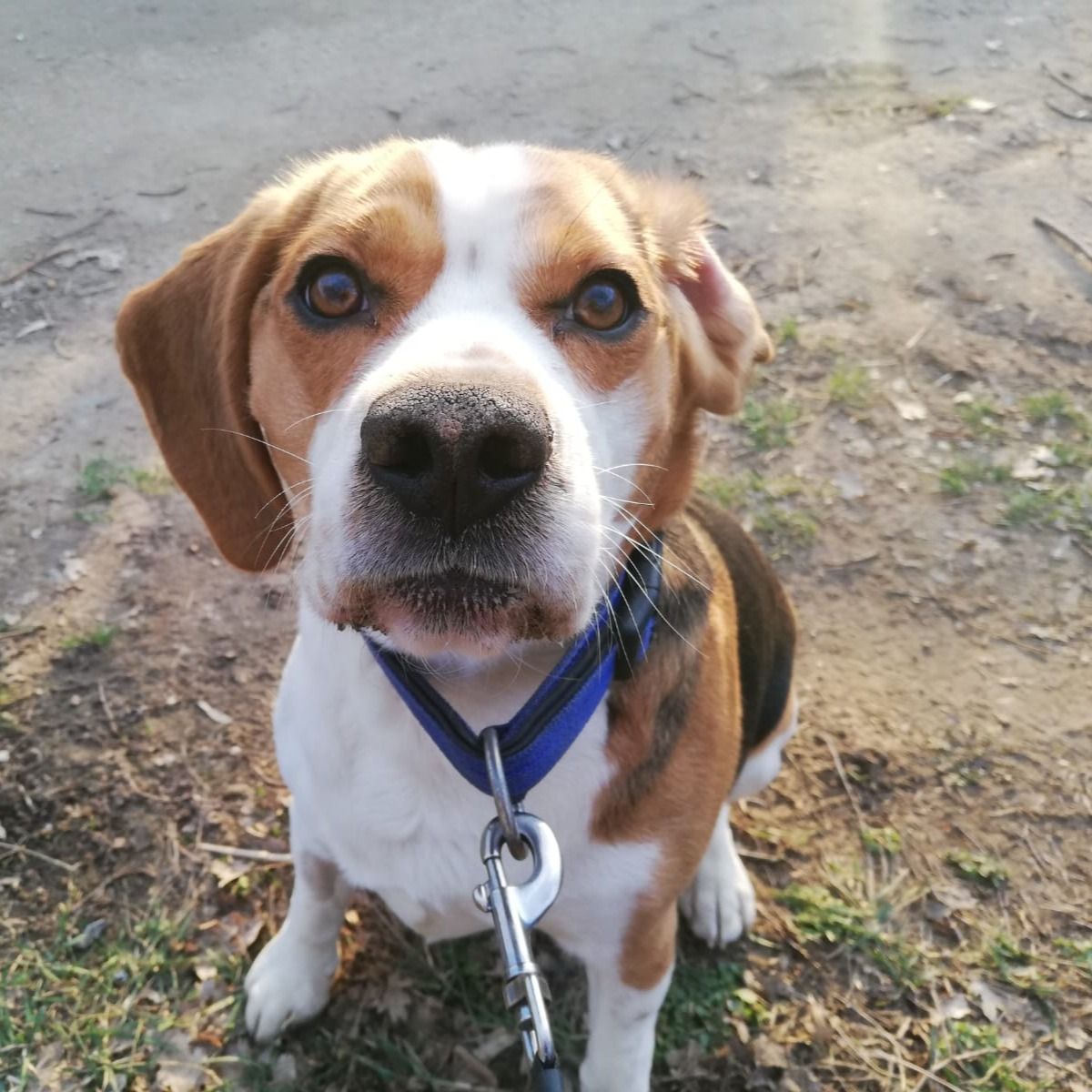 Soutěžní fotografie - Endy,  Beagle