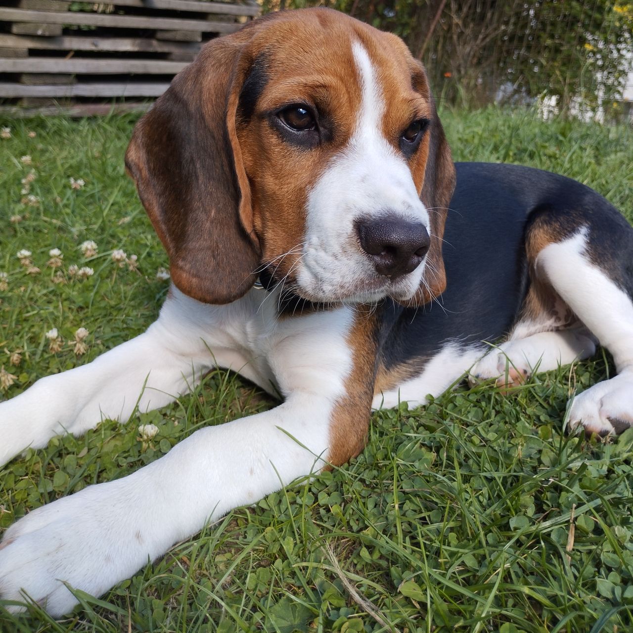 Soutěžní fotografie - Bailey,  Beagle