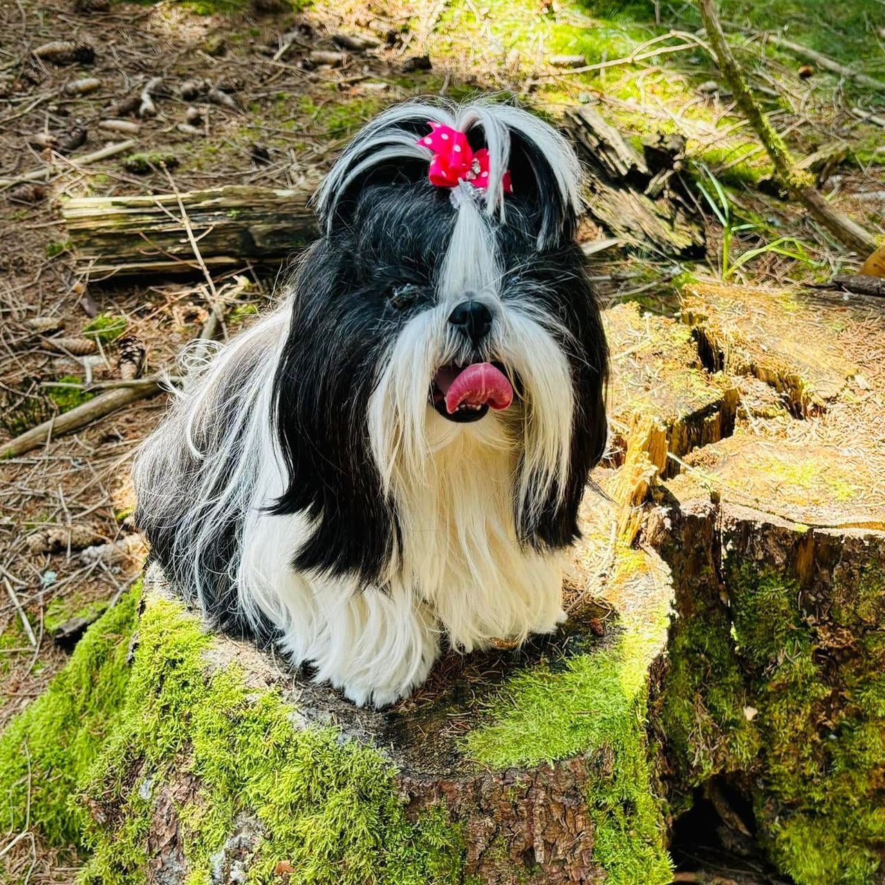 Soutěžní fotografie - Bianca,  Shih-tzu