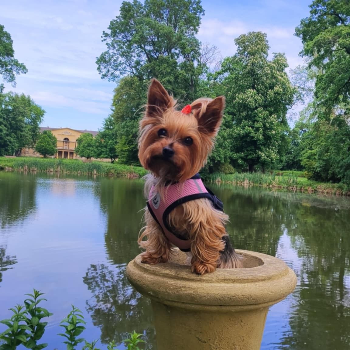 Soutěžní fotografie - Tessie,  Yorkšírský terier