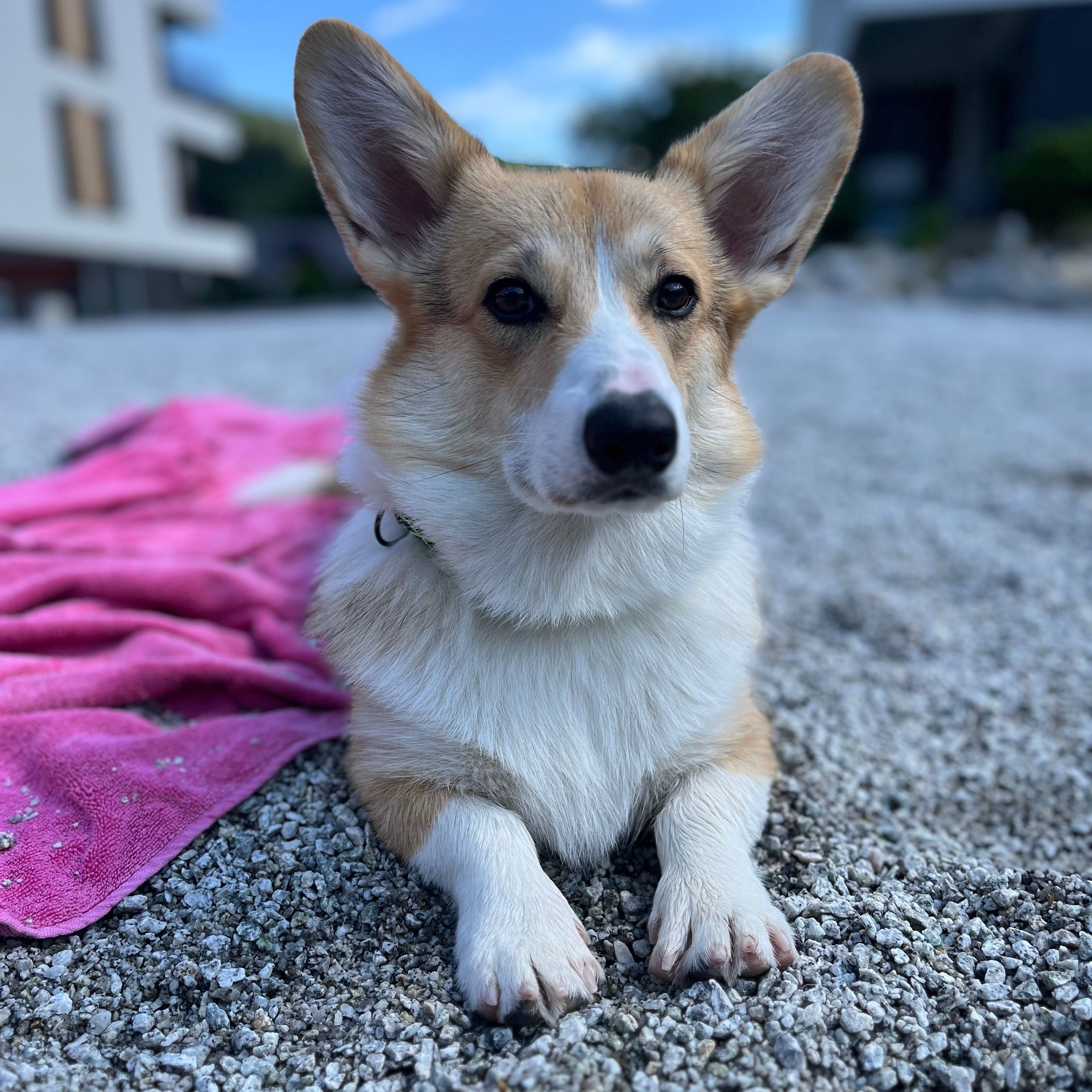 Soutěžní fotografie - Oreo,  Welsh Corgi Pembroke