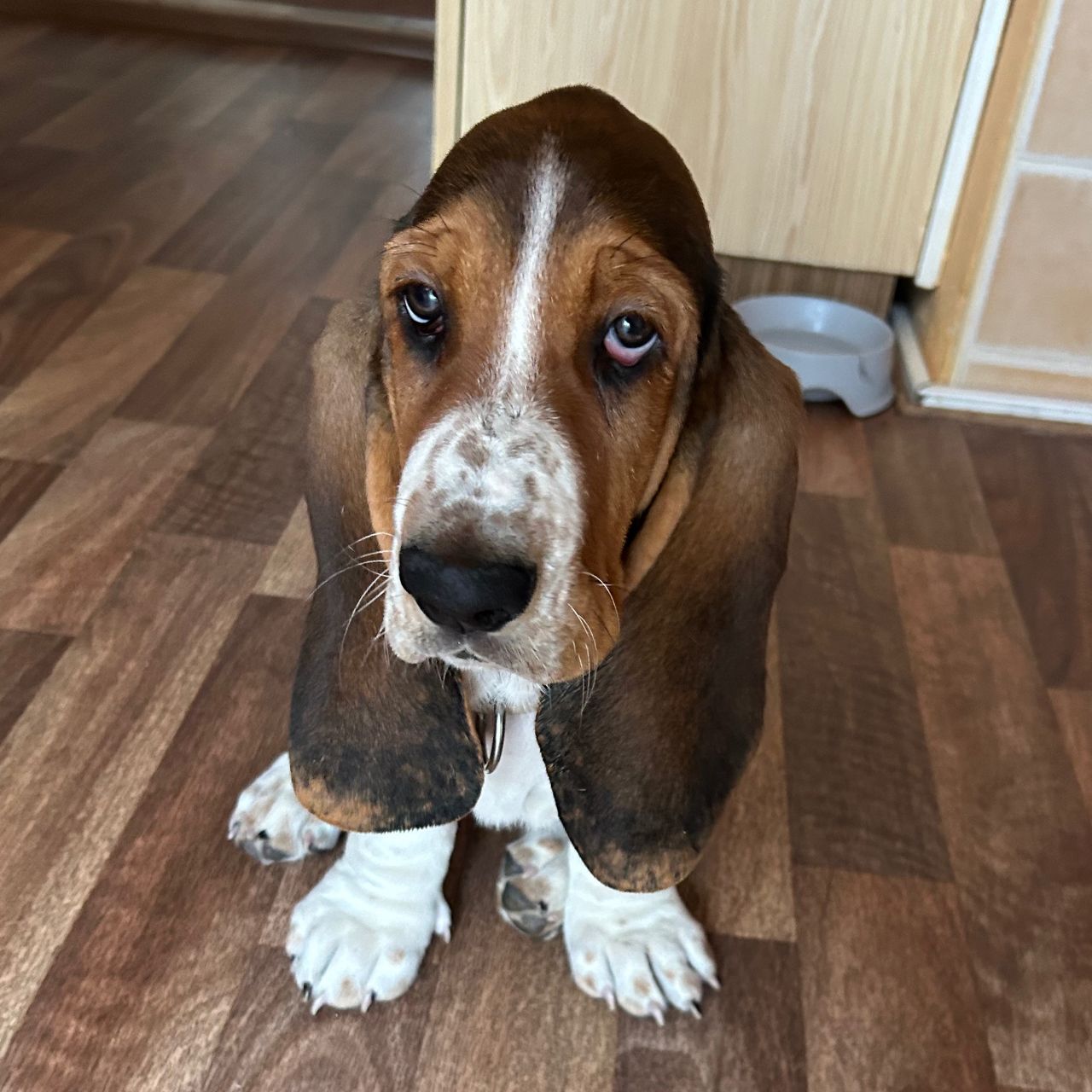 Soutěžní fotografie - Alfons,  Basset Hound