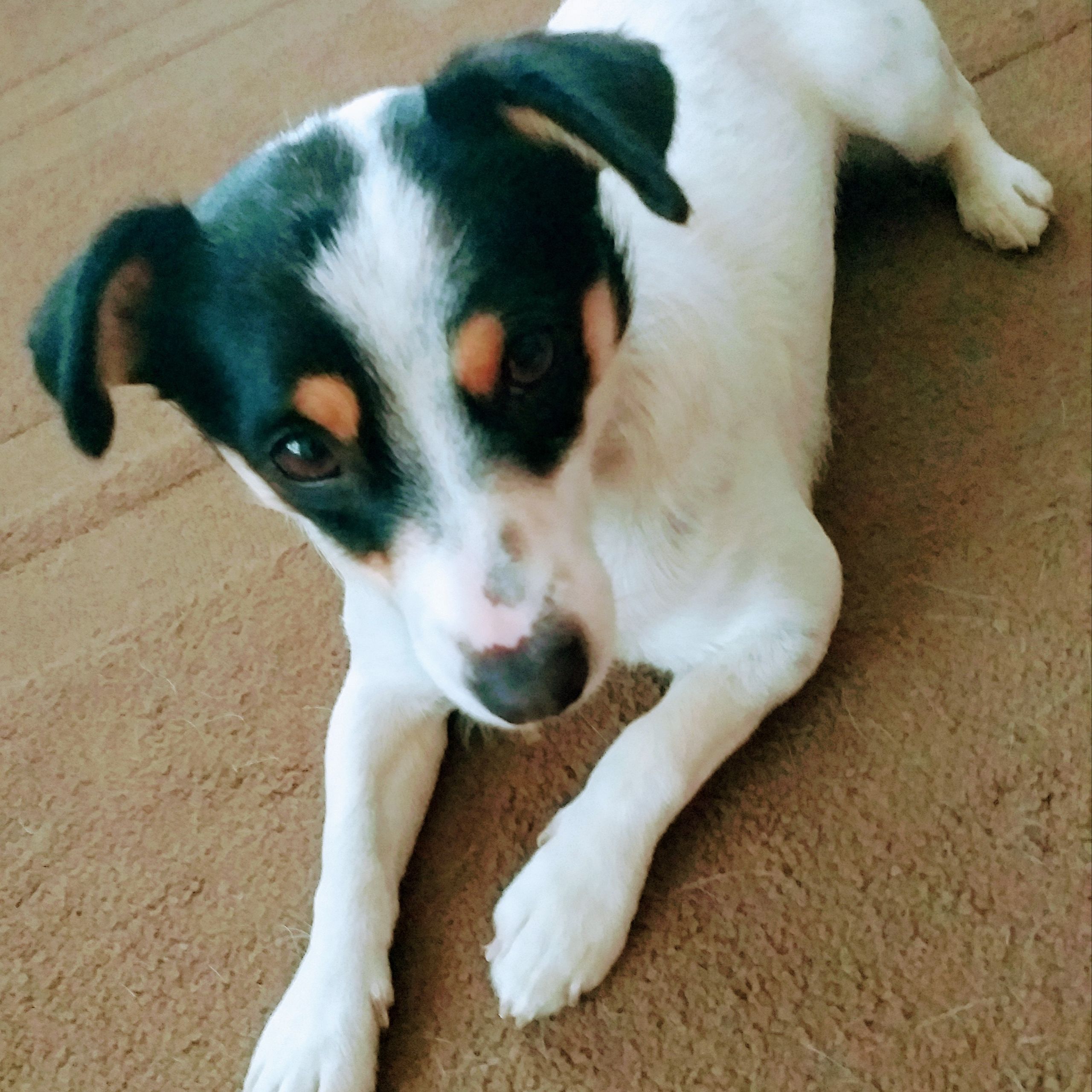 Soutěžní fotografie - Bublinka,  Jack Russell Teriér
