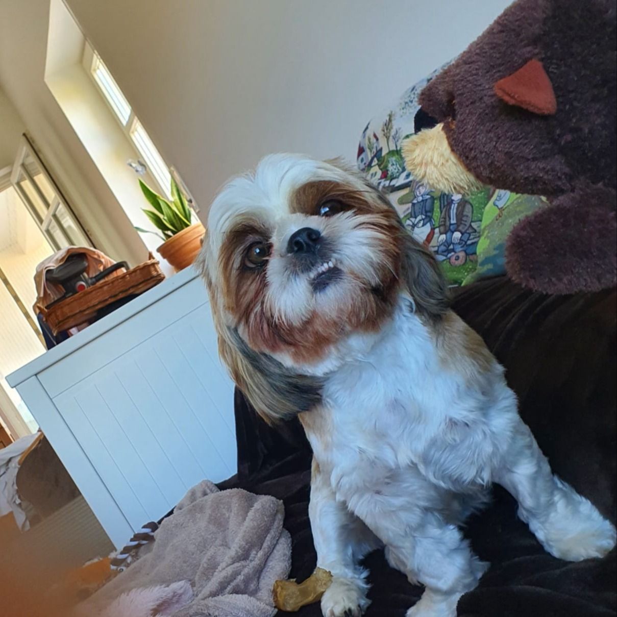Soutěžní fotografie - Julli,  Shih-tzu