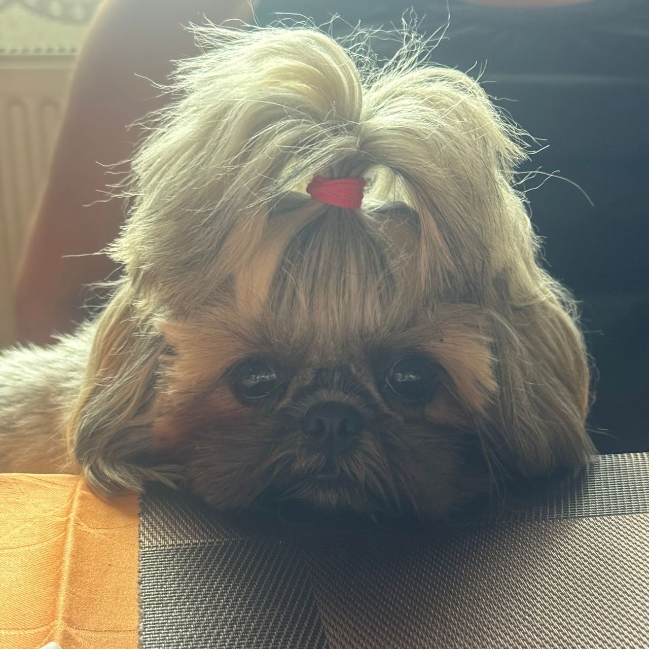Soutěžní fotografie - Betynka,  Shih-tzu