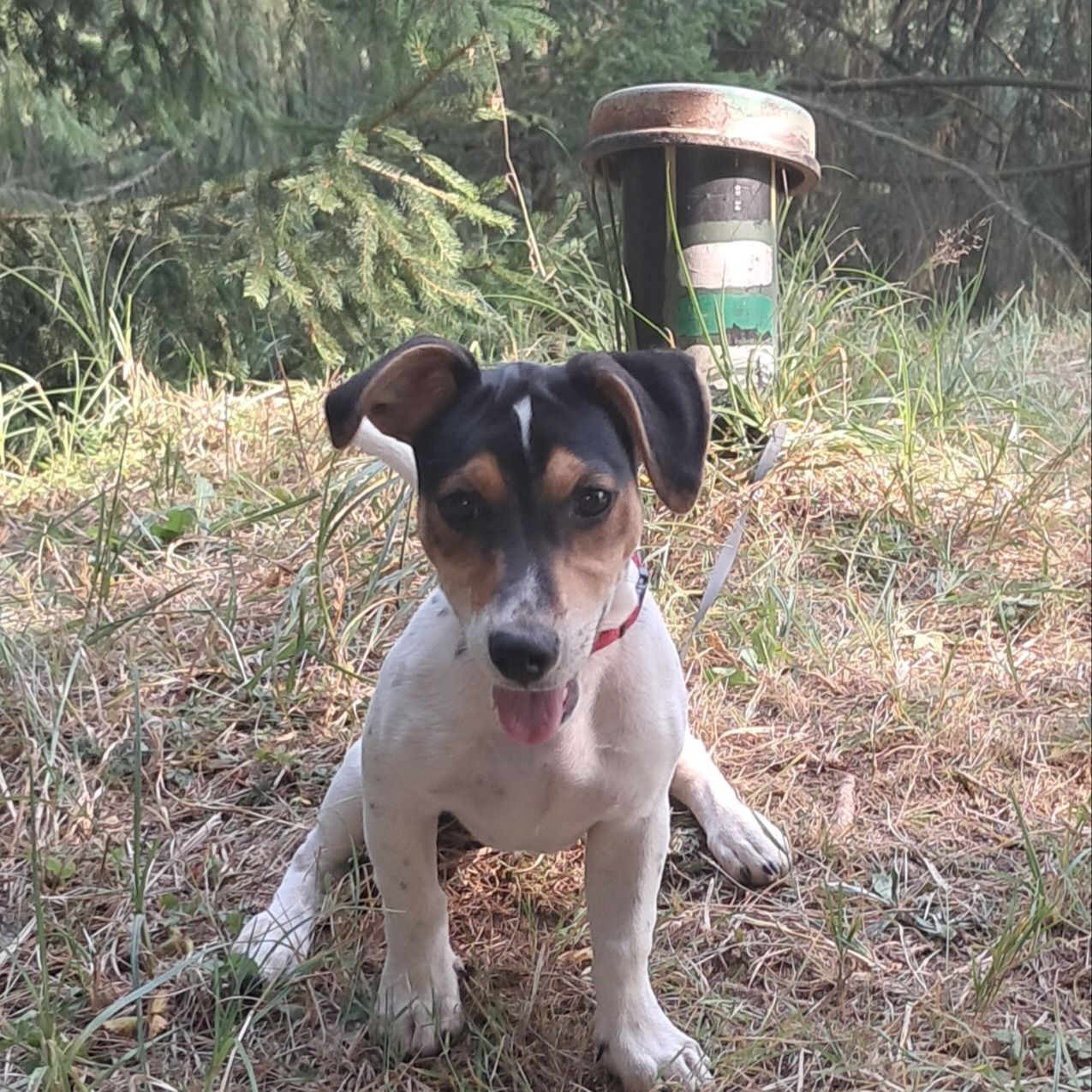 Soutěžní fotografie - Jack,  Jack Russell Teriér