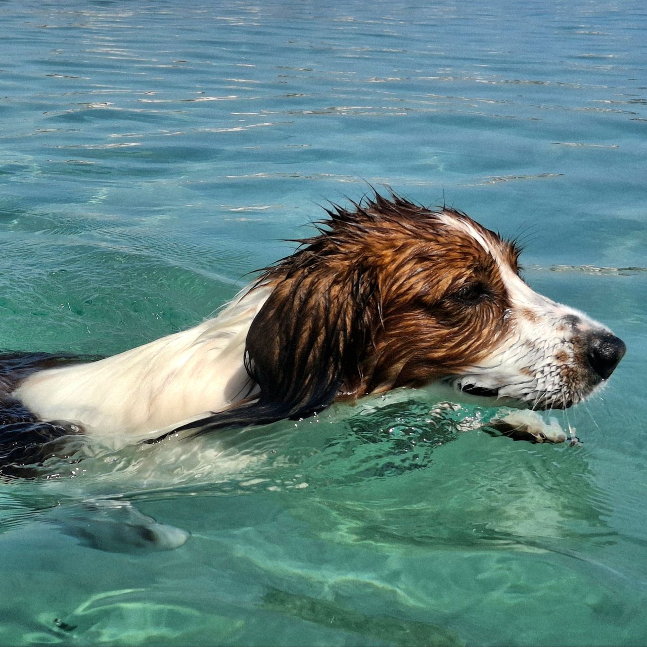 Soutěžní fotografie - Aaron Ash,  Kooikerhondje