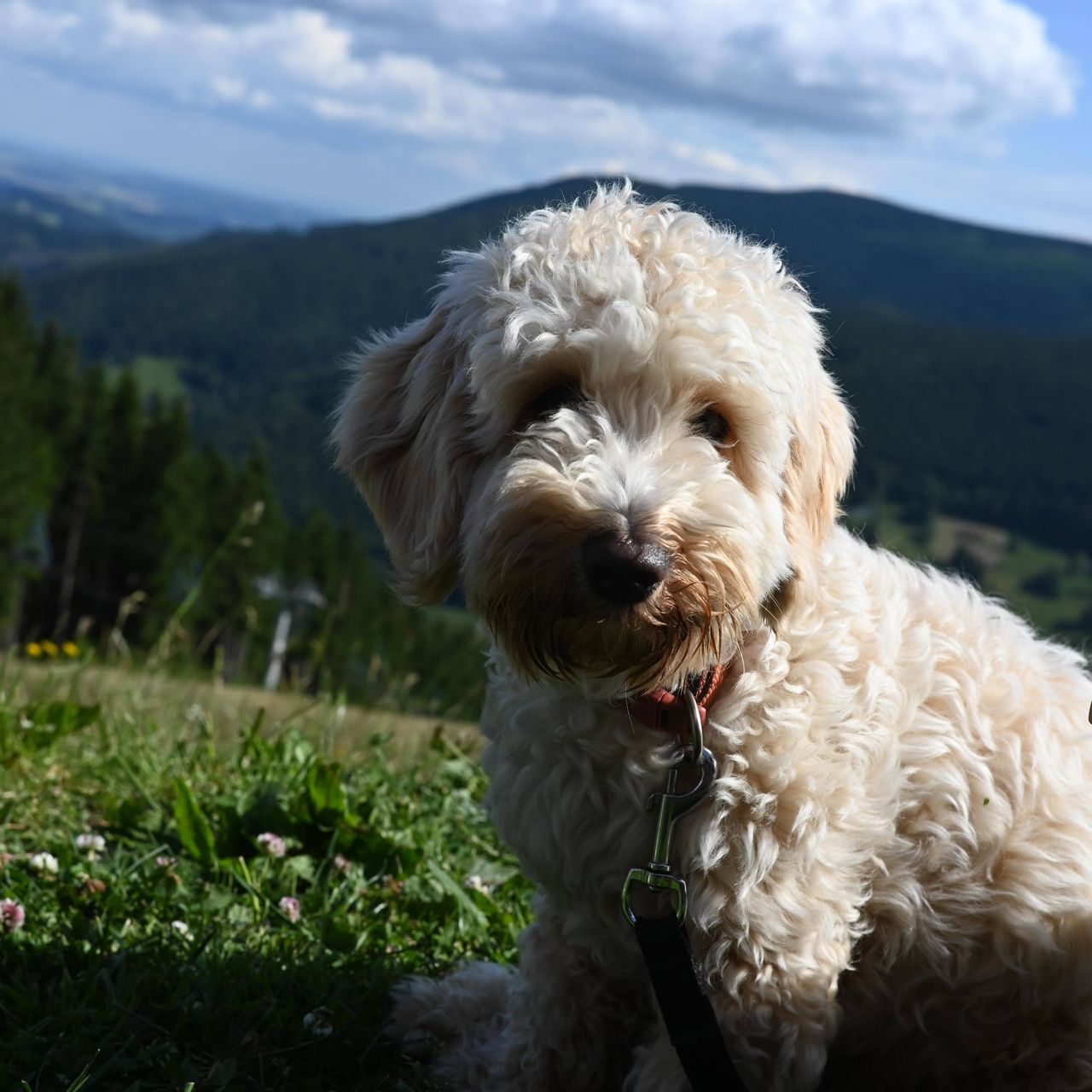 Soutěžní fotografie - Bilbo,  Ostatní