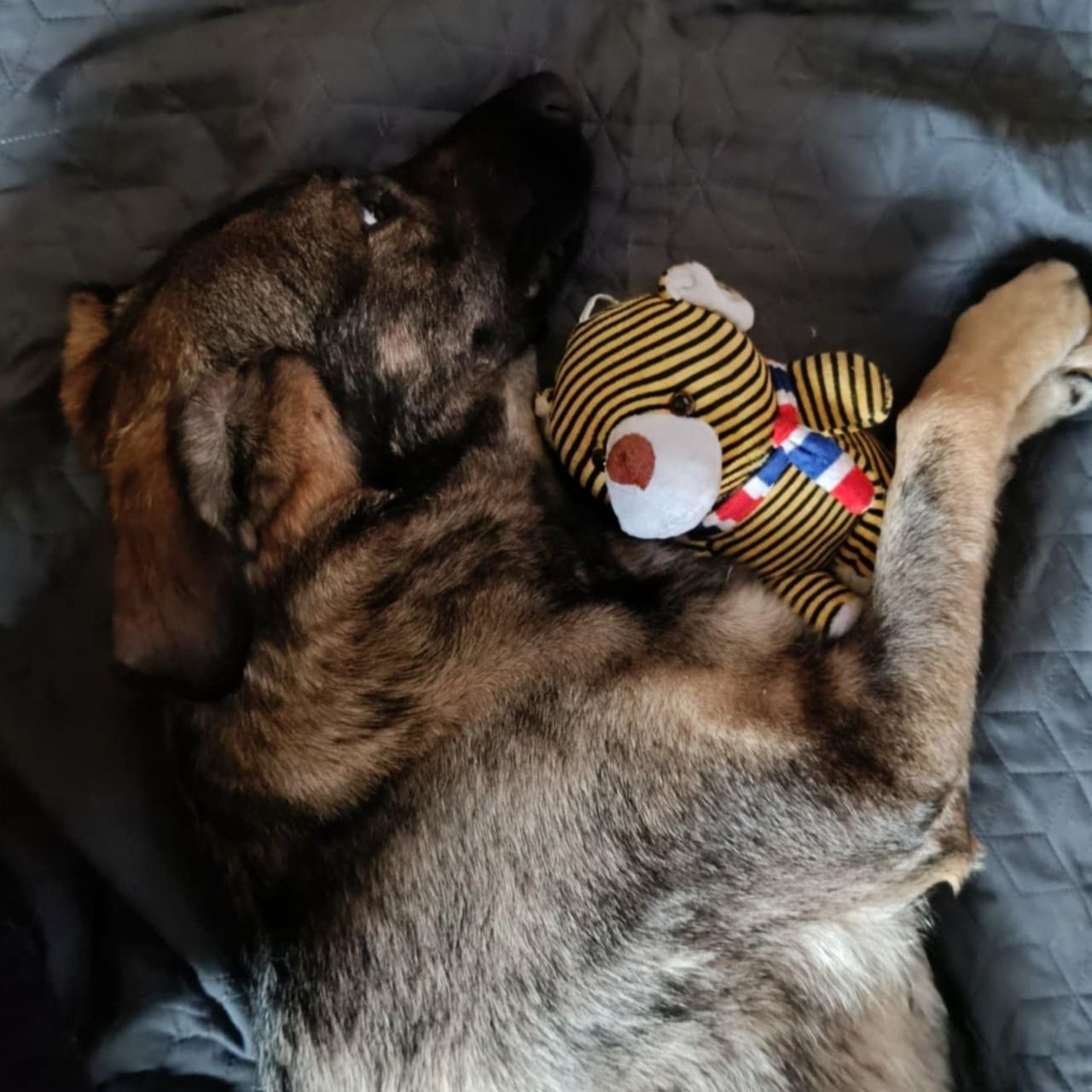 Soutěžní fotografie - Bella,  Německý ovčák
