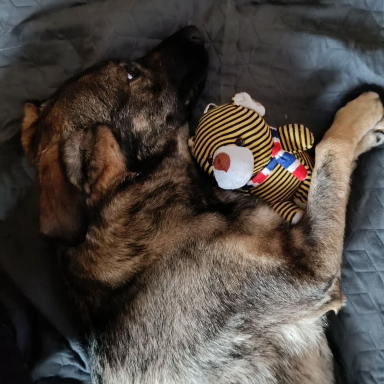 Soutěžní fotografie - Bella,  Německý ovčák