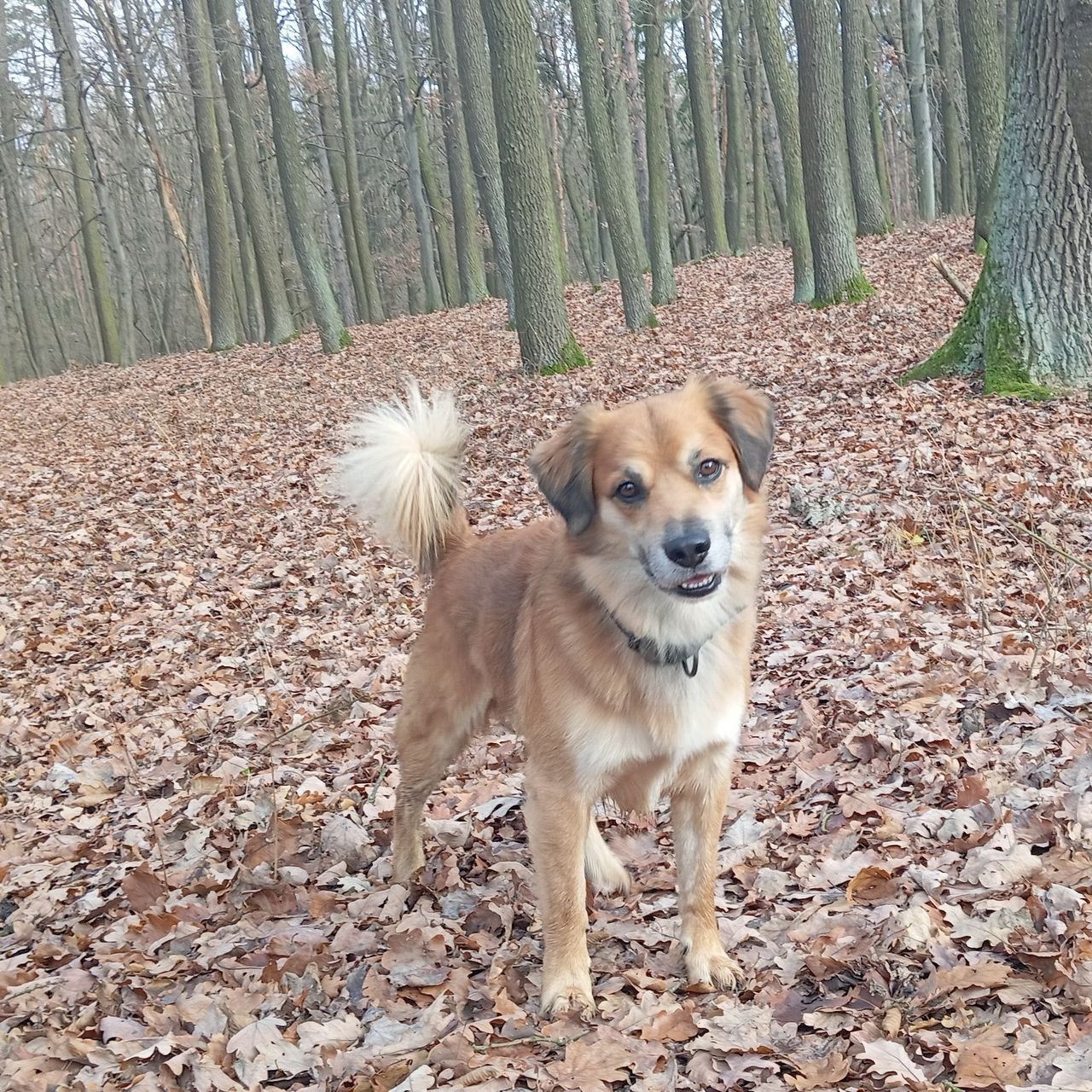 Soutěžní fotografie - Ben,  Ostatní