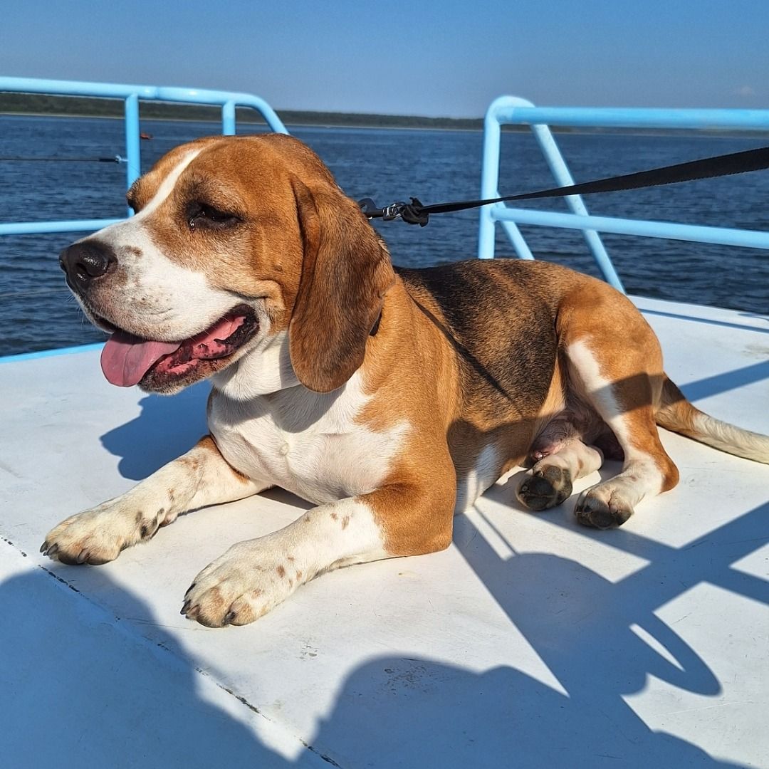 Soutěžní fotografie - Benjamín,  Beagle