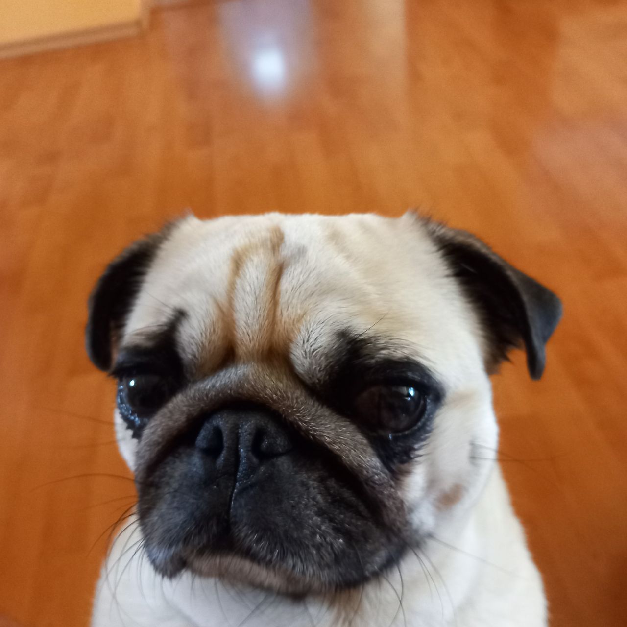 Soutěžní fotografie - Enny,  Mops