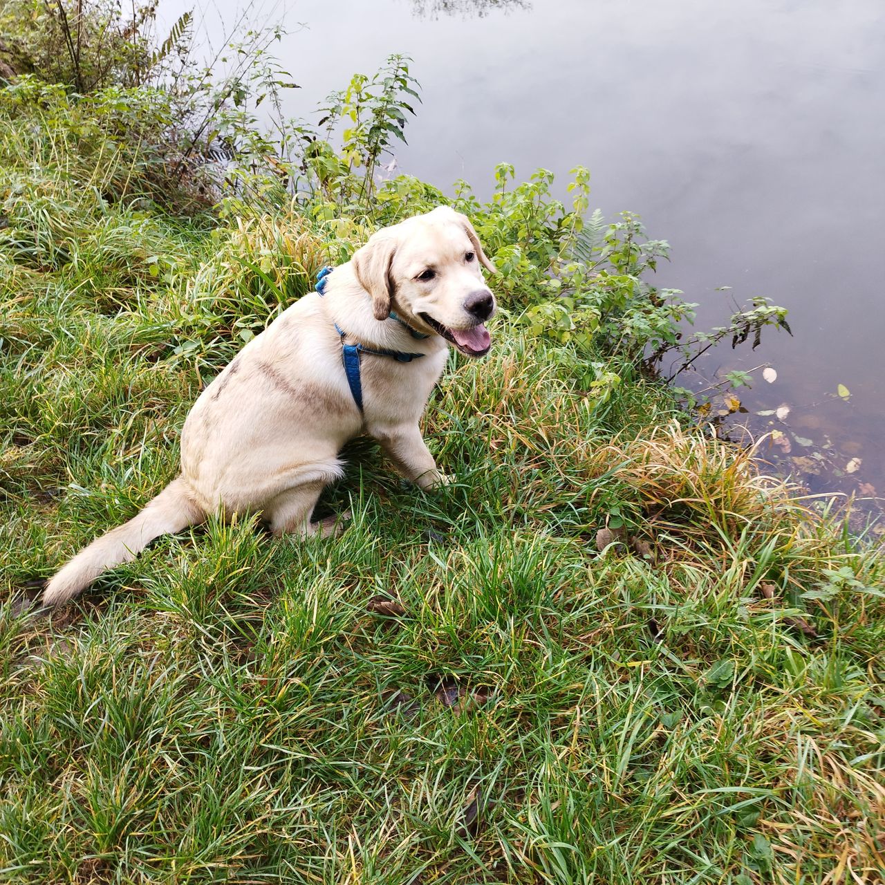 Soutěžní fotografie - Ben,  Labradorský retriever