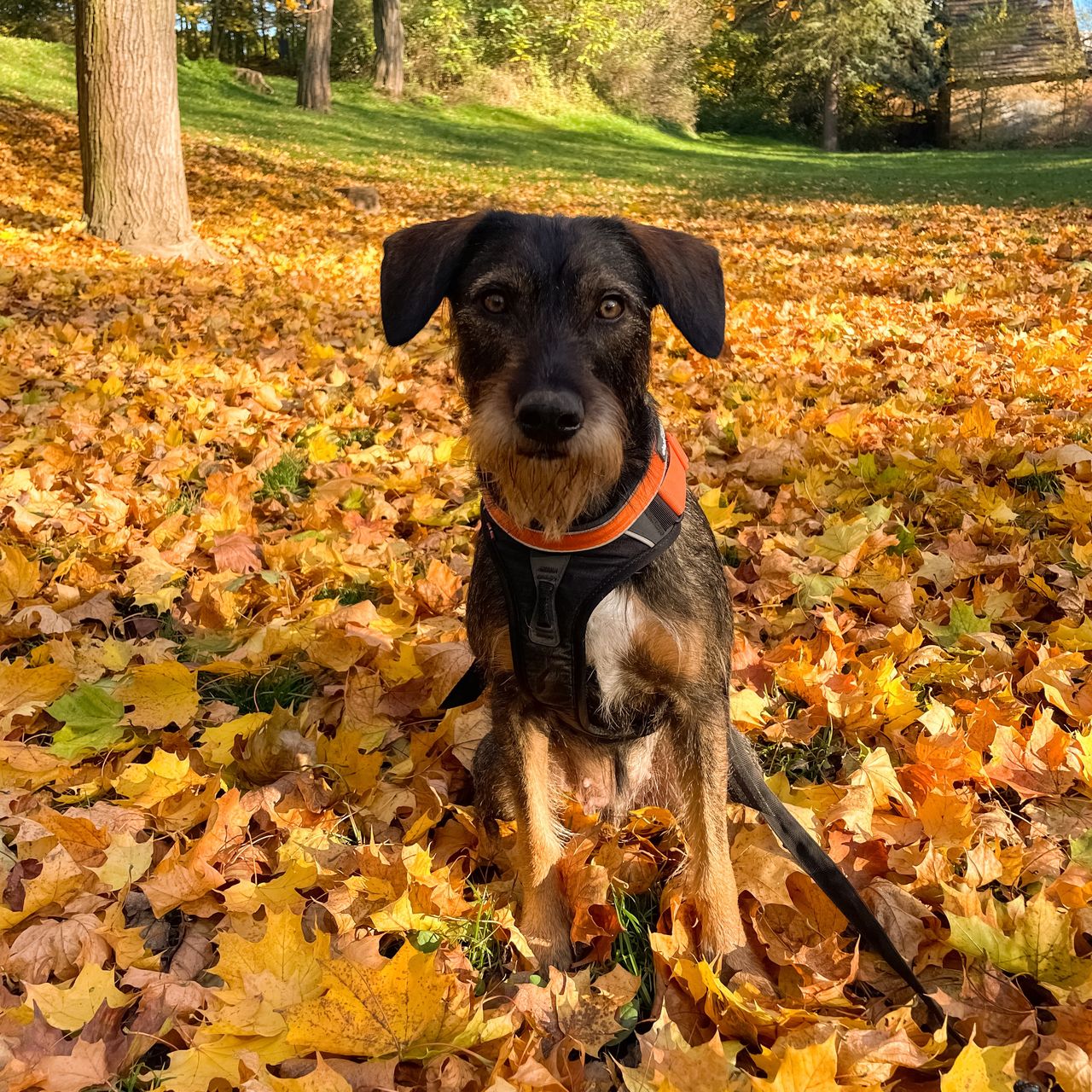 Soutěžní fotografie - Ruby,  Ostatní