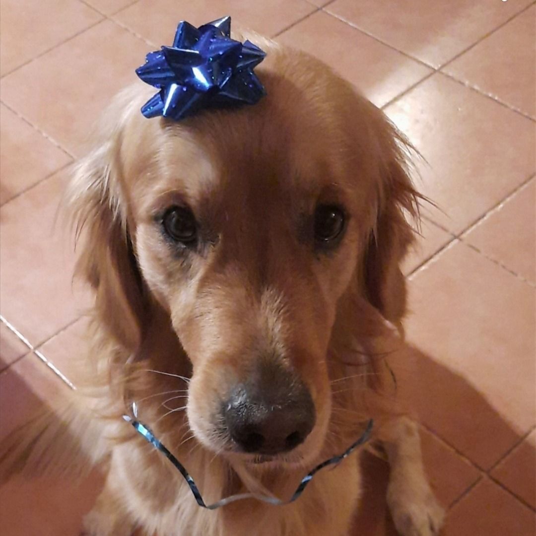 Soutěžní fotografie - Arthur Severus,  Zlatý retriever