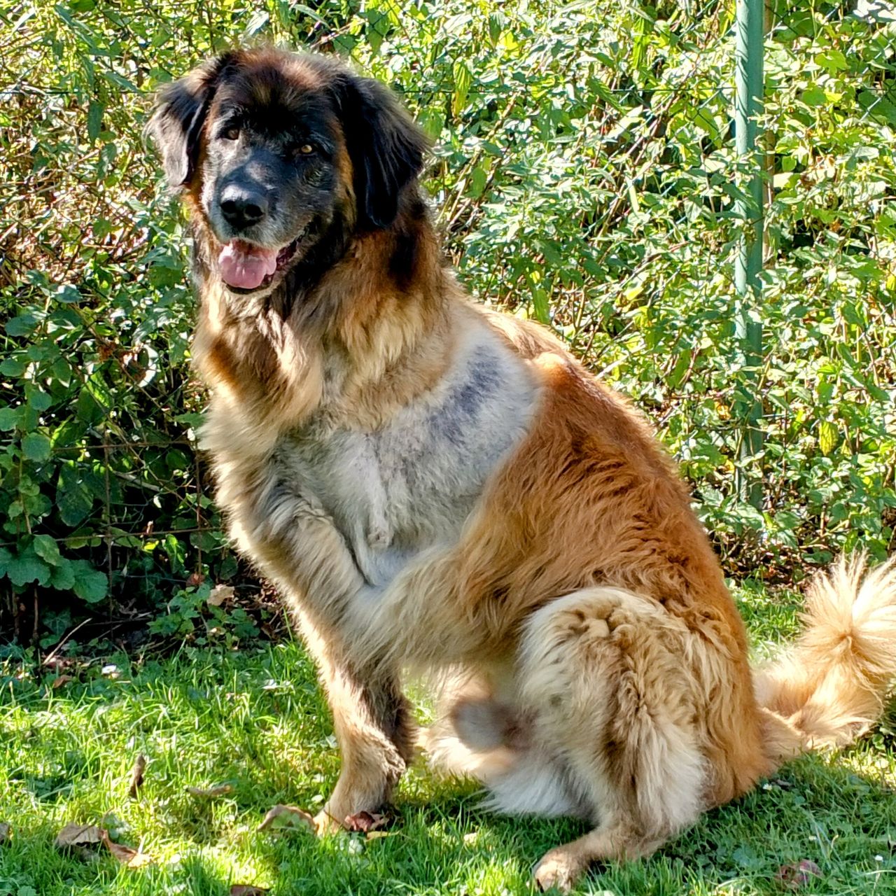 Soutěžní fotografie - Chuck,  Leonberger