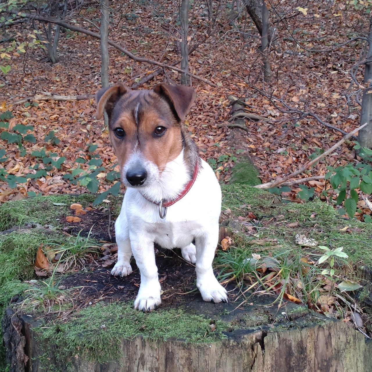 Soutěžní fotografie - Ferda,  Jack Russell Teriér