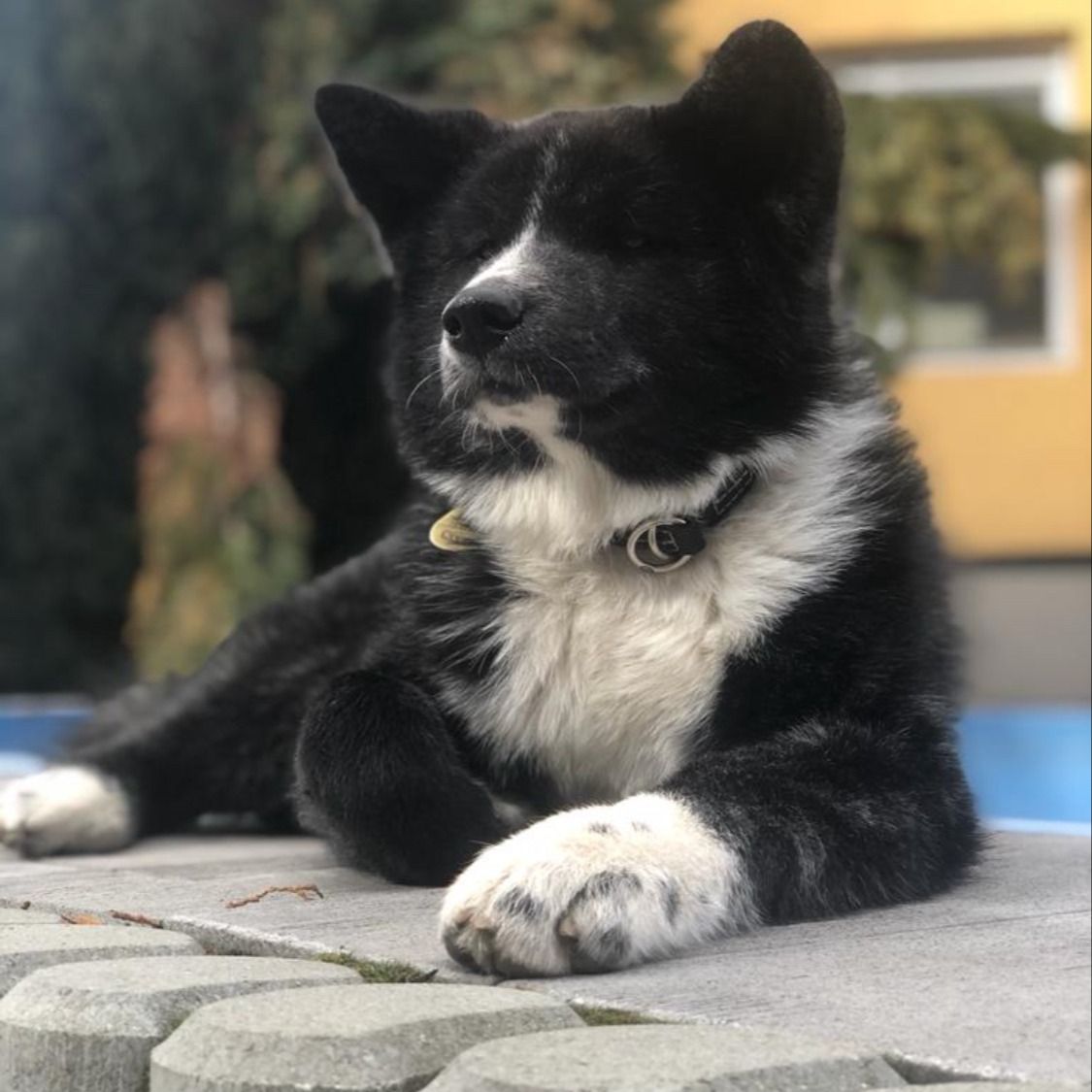 Soutěžní fotografie - Maya,  Akita