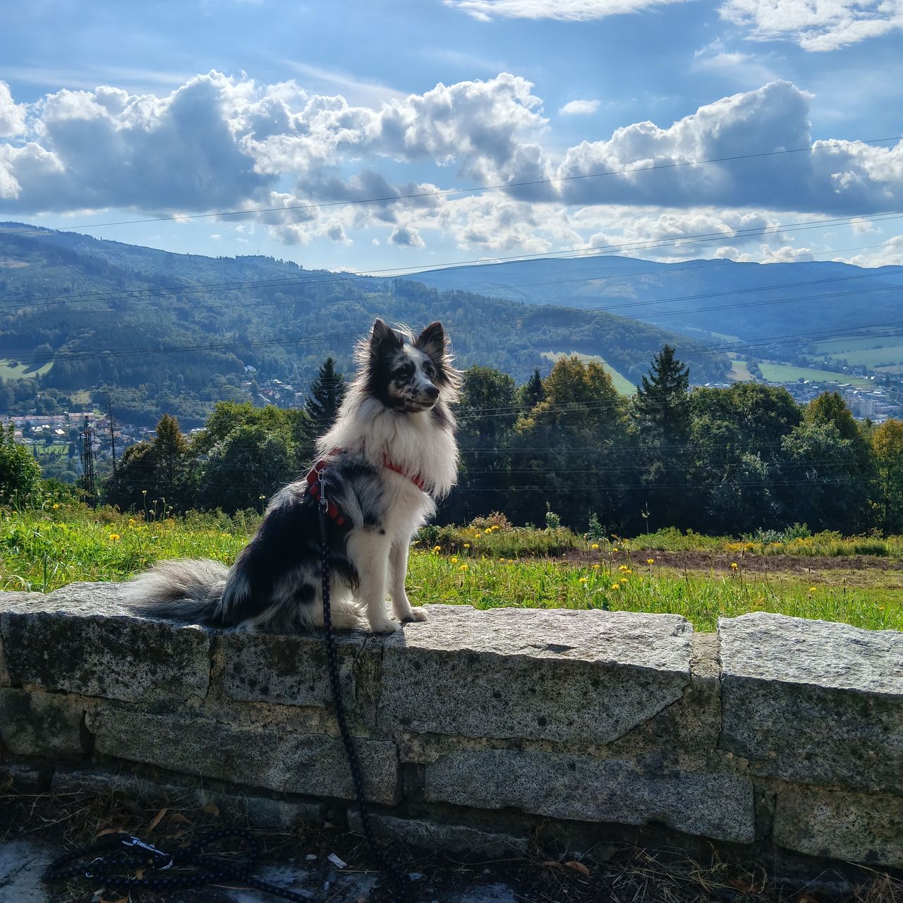 Soutěžní fotografie - Ariel,  Sheltie