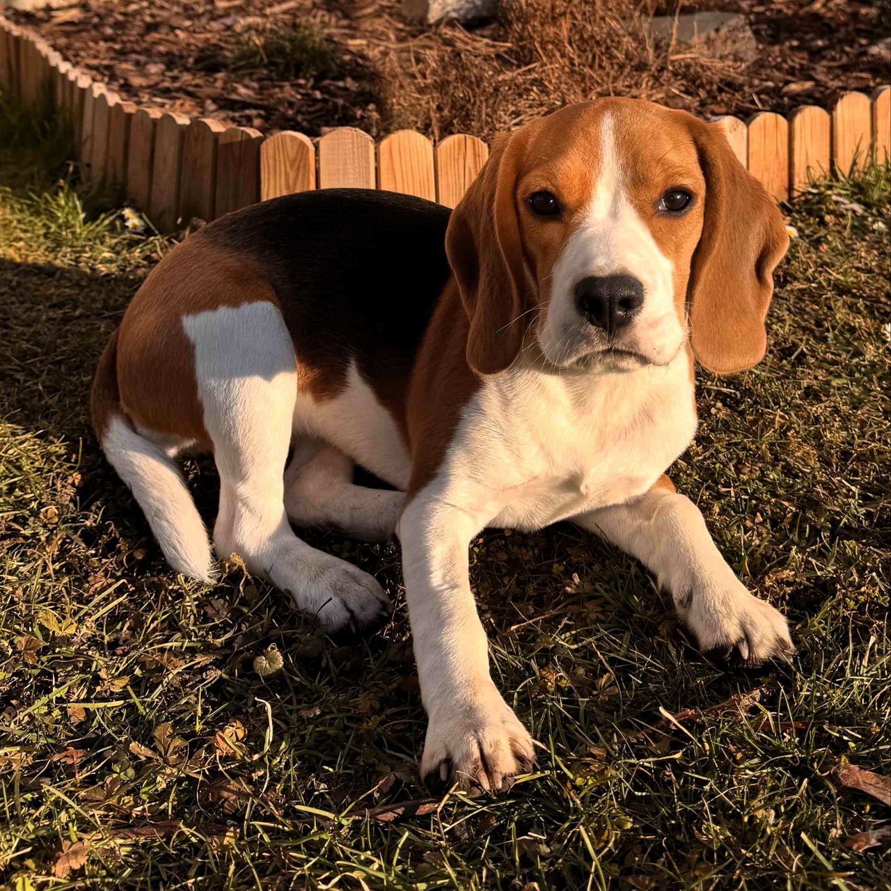 Soutěžní fotografie - Happy,  Beagle