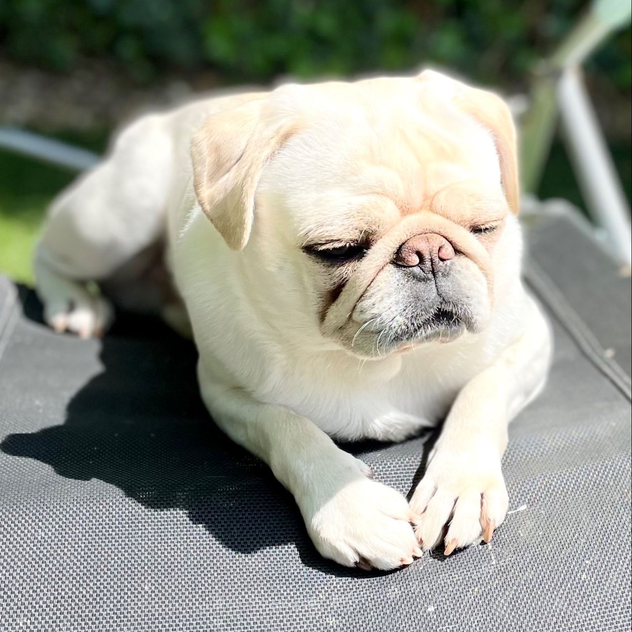 Soutěžní fotografie - Quentin,  Mops