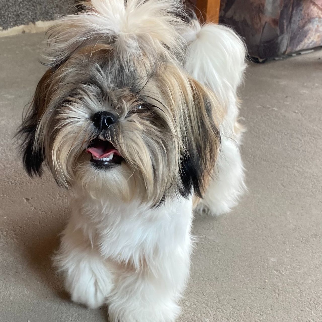 Soutěžní fotografie - Mia,  Shih-tzu