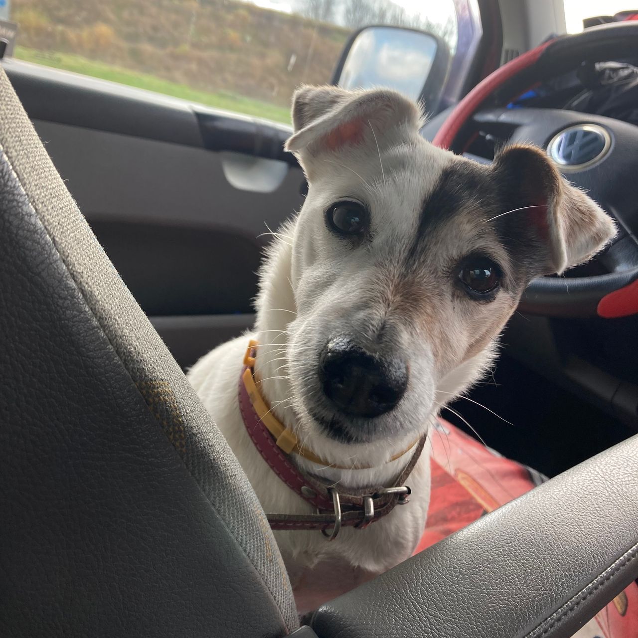Soutěžní fotografie - Ketty,  Jack Russell Teriér