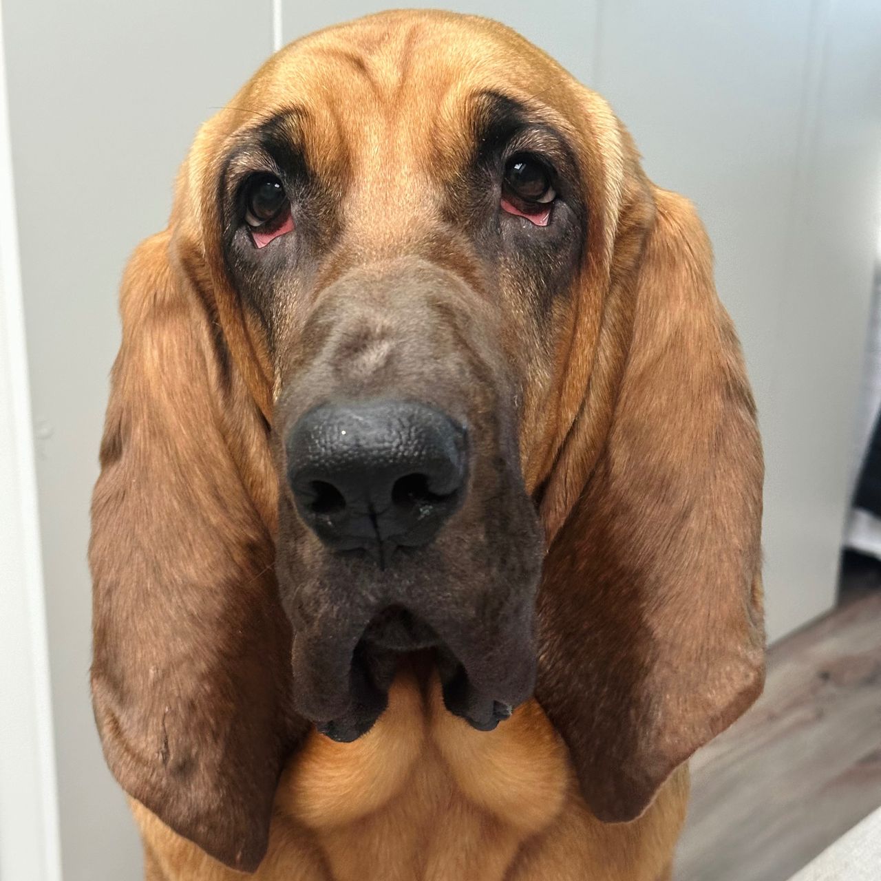Soutěžní fotografie - Peggy,  Bloodhound
