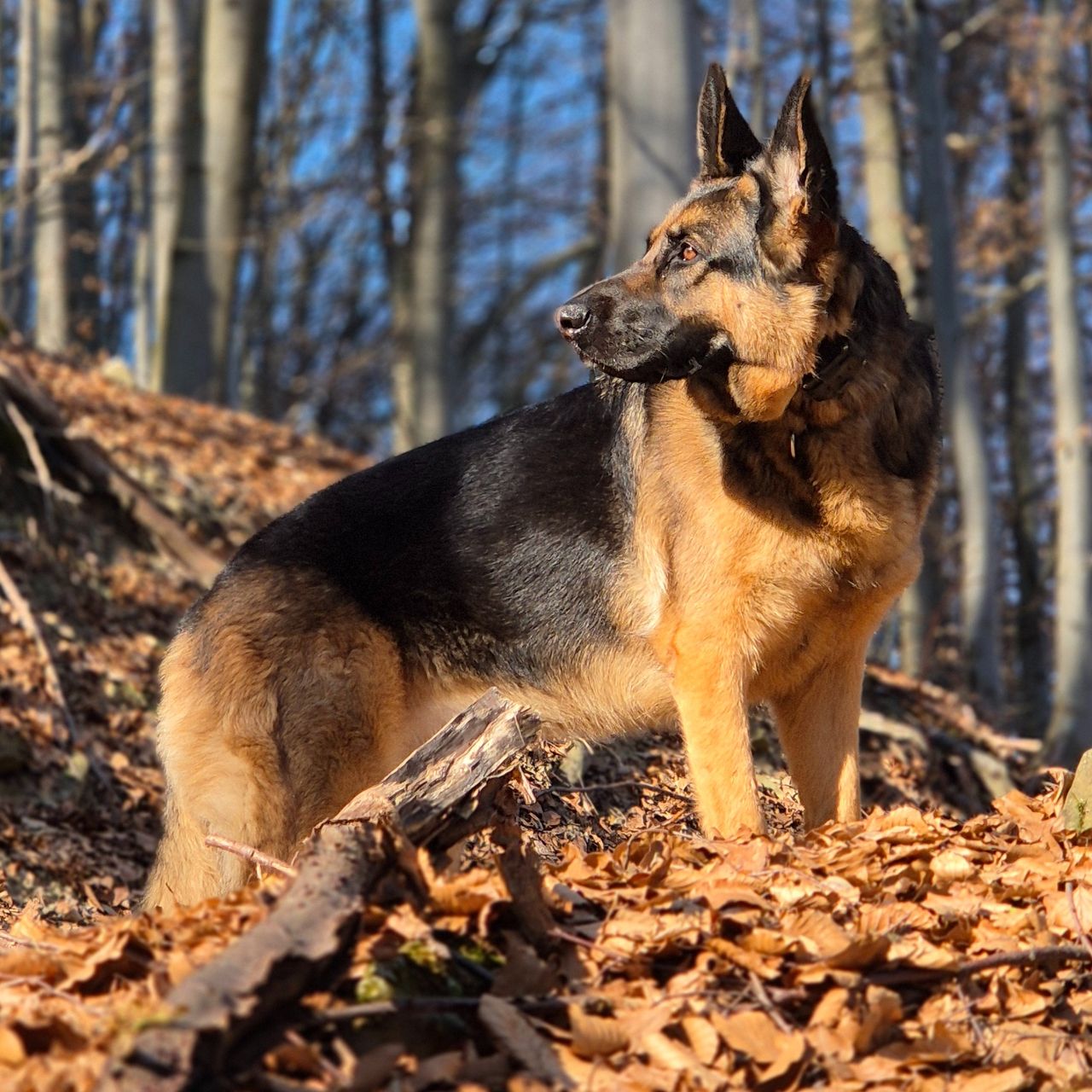 Soutěžní fotografie - Tina,  Německý ovčák