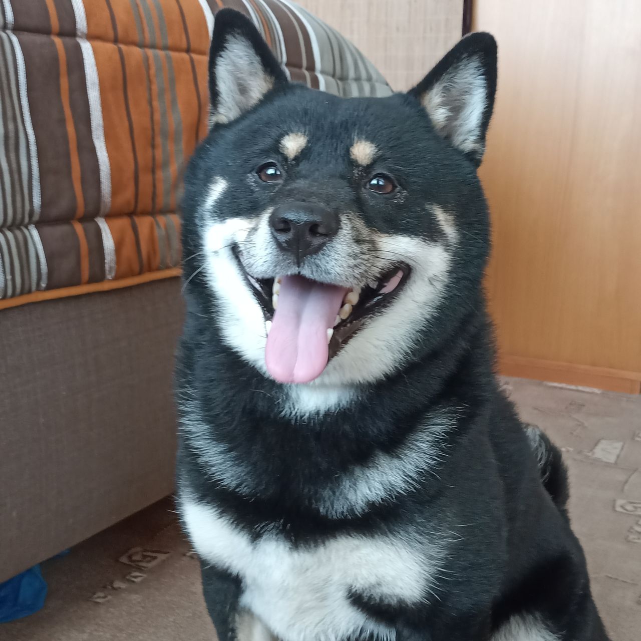 Soutěžní fotografie - Aki,  Shiba
