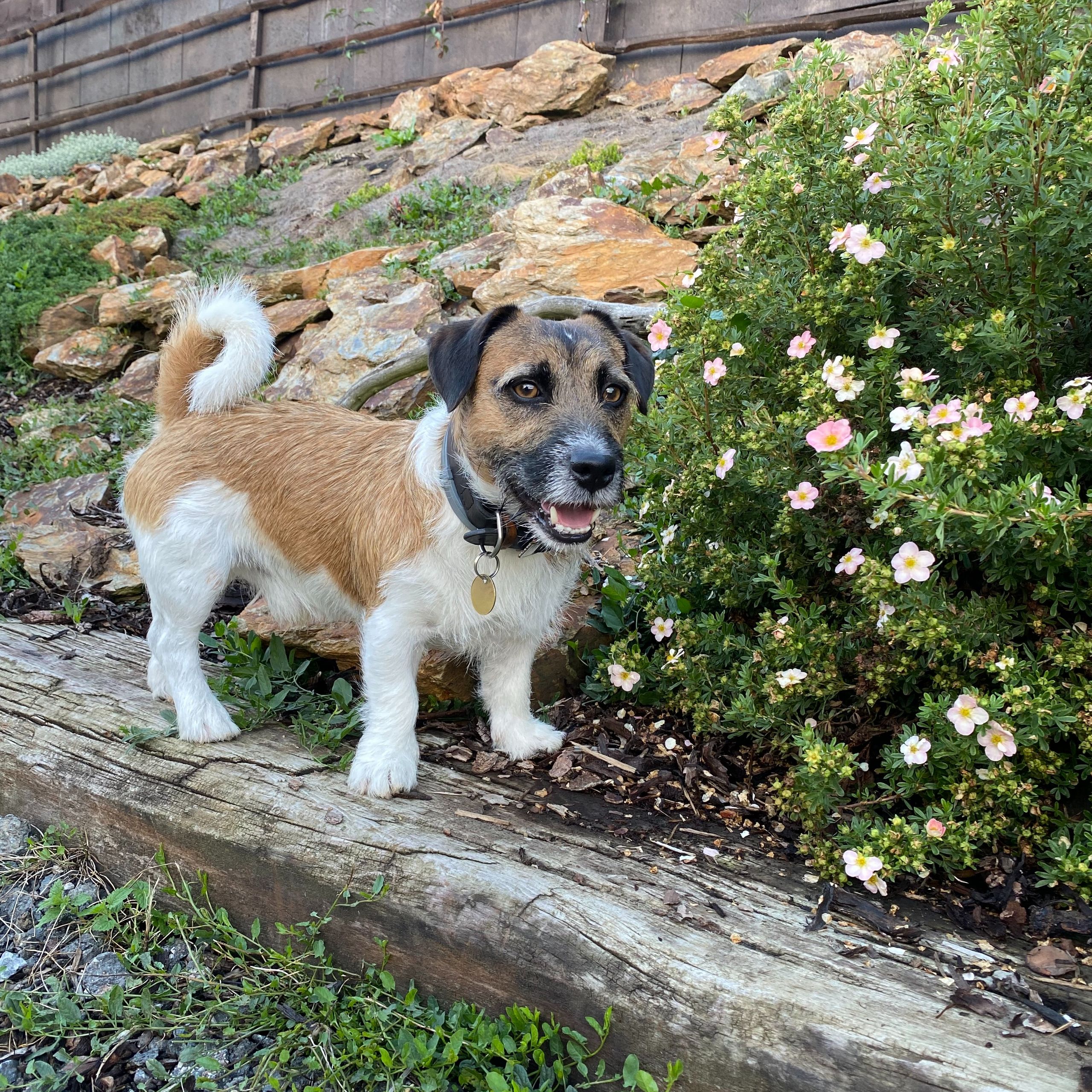 Soutěžní fotografie - Max,  Jack Russell Teriér