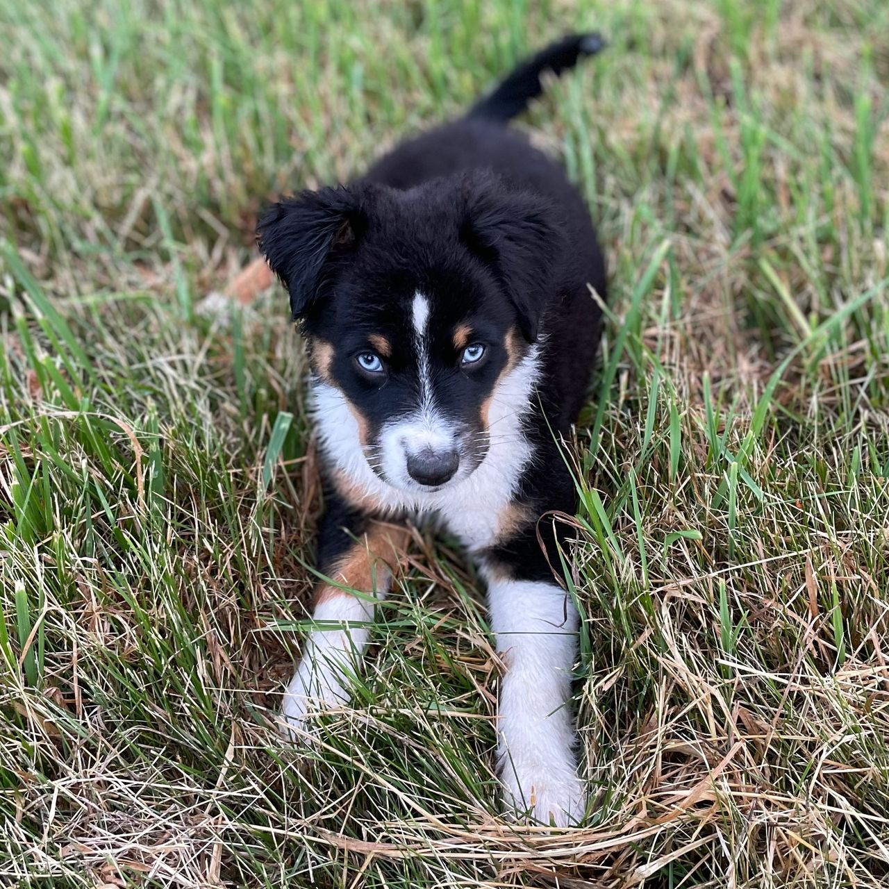Soutěžní fotografie - RUBY,  Miniaturní americký ovčák