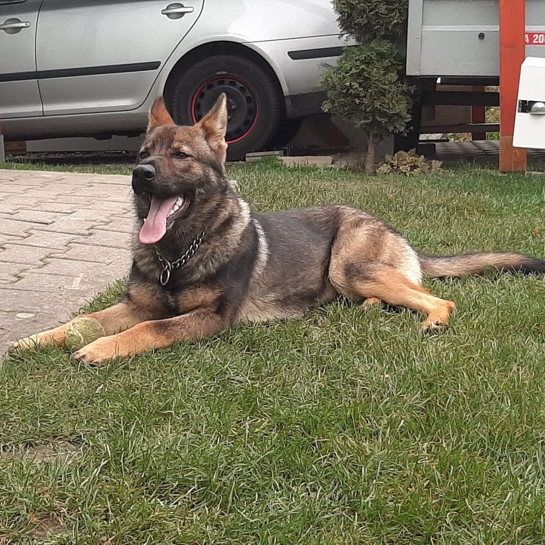 Soutěžní fotografie - Greya,  Německý ovčák