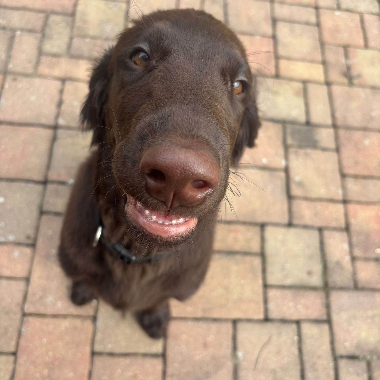 Soutěžní fotografie - Cameron Fido,  Flat Coated Retriever