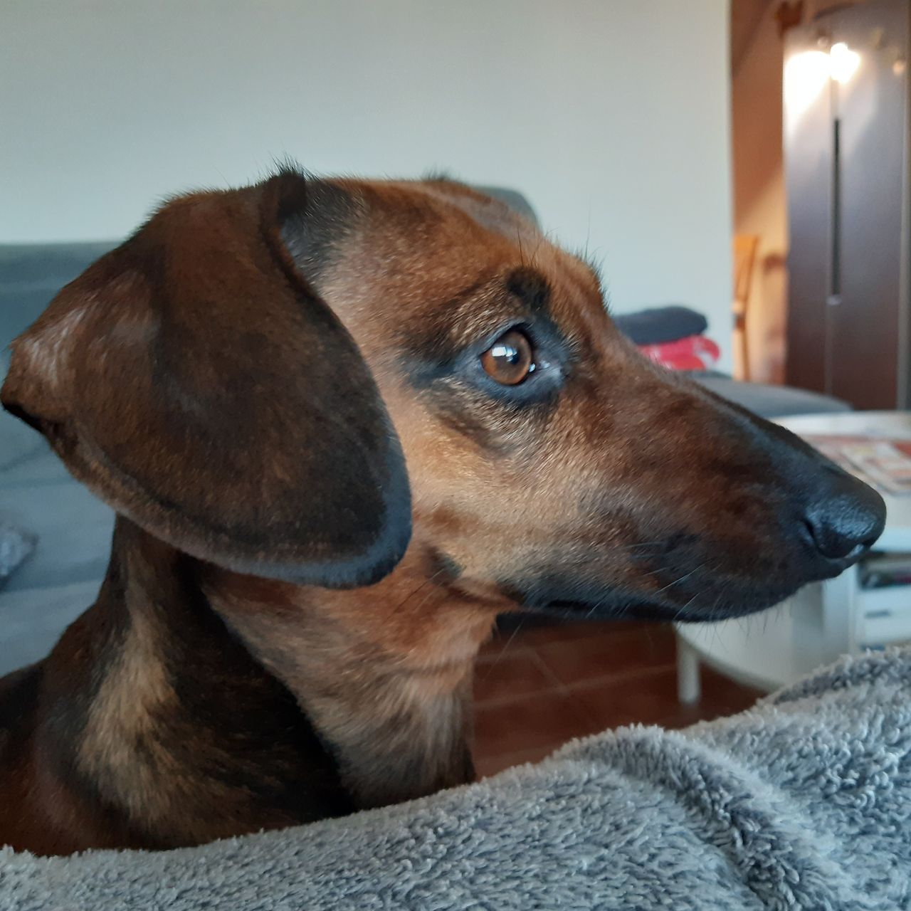 Soutěžní fotografie - Linda,  Jezevčík