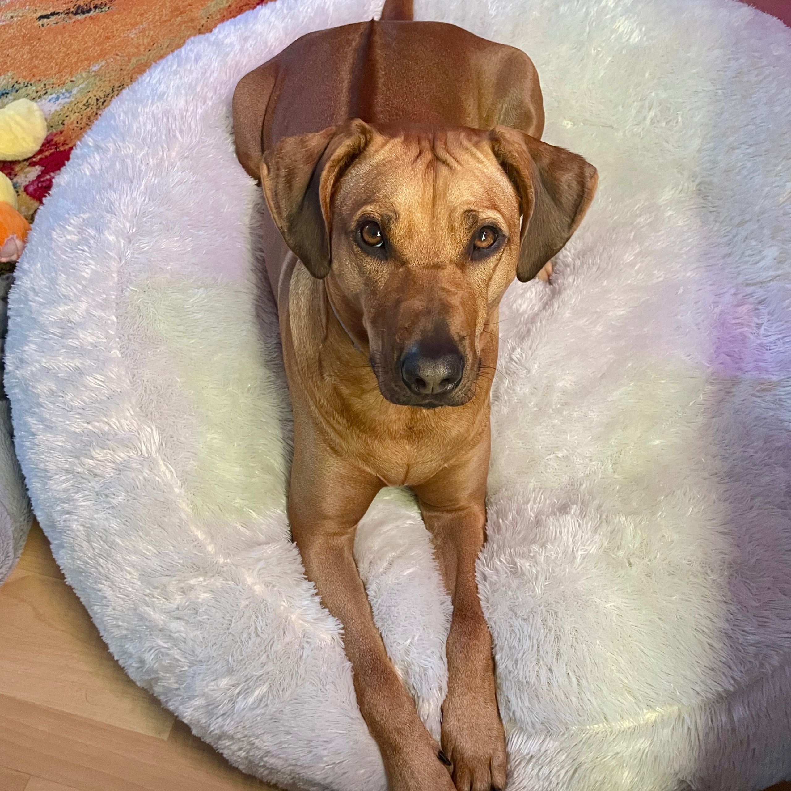 Soutěžní fotografie - Mazikeen,  Rhodéský ridgeback