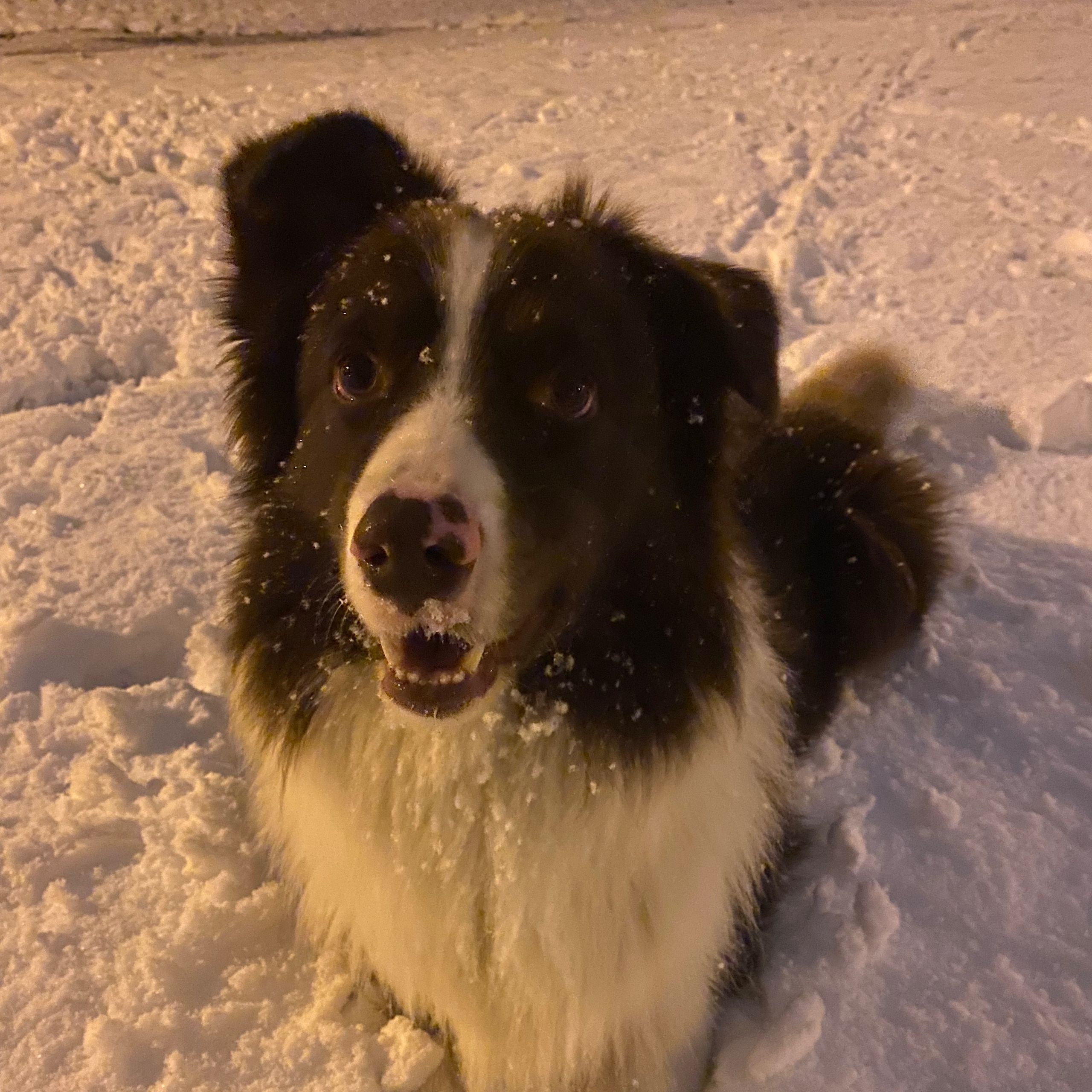 Soutěžní fotografie - Ronnie,  Border kolie