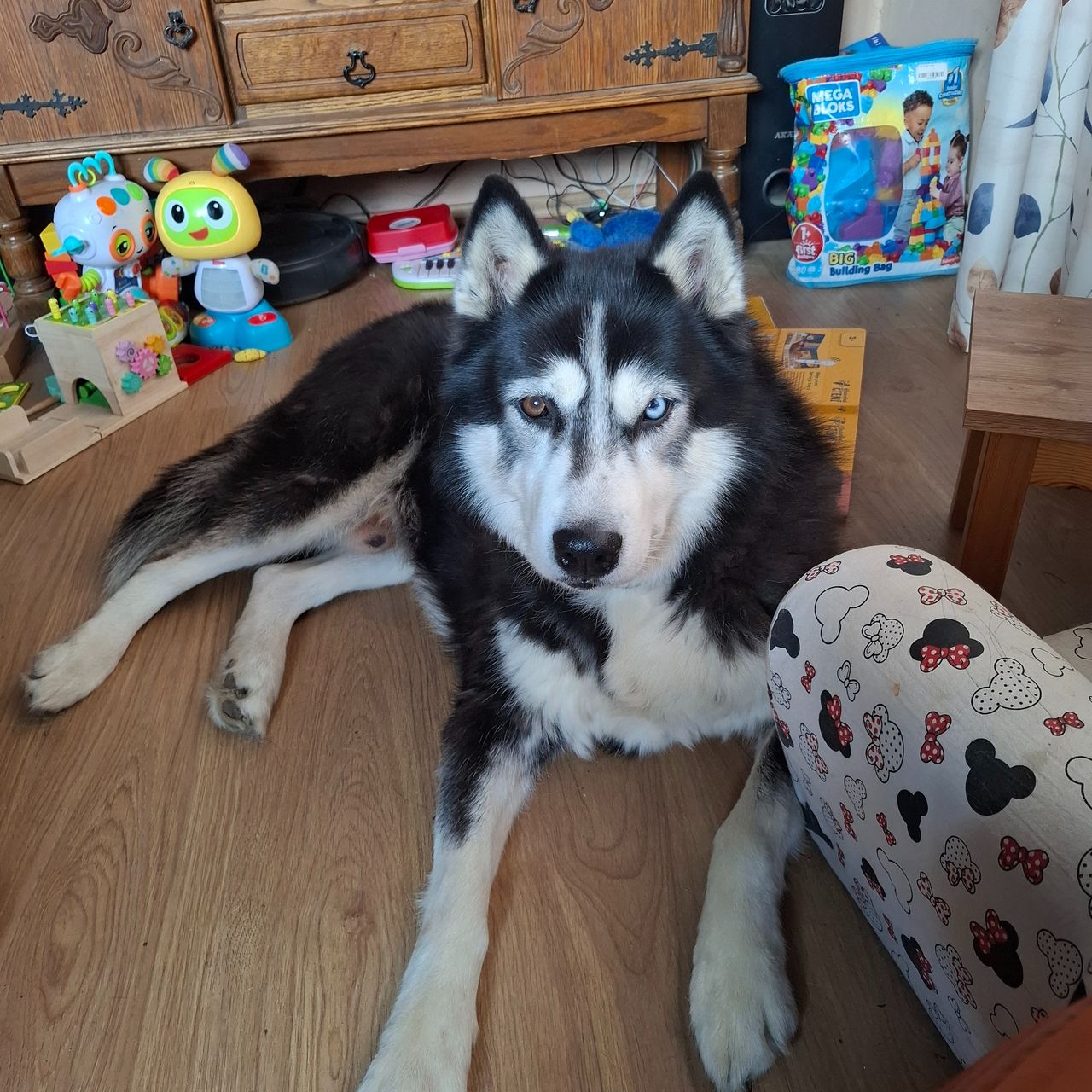 Soutěžní fotografie - Satyr,  Sibiřský husky