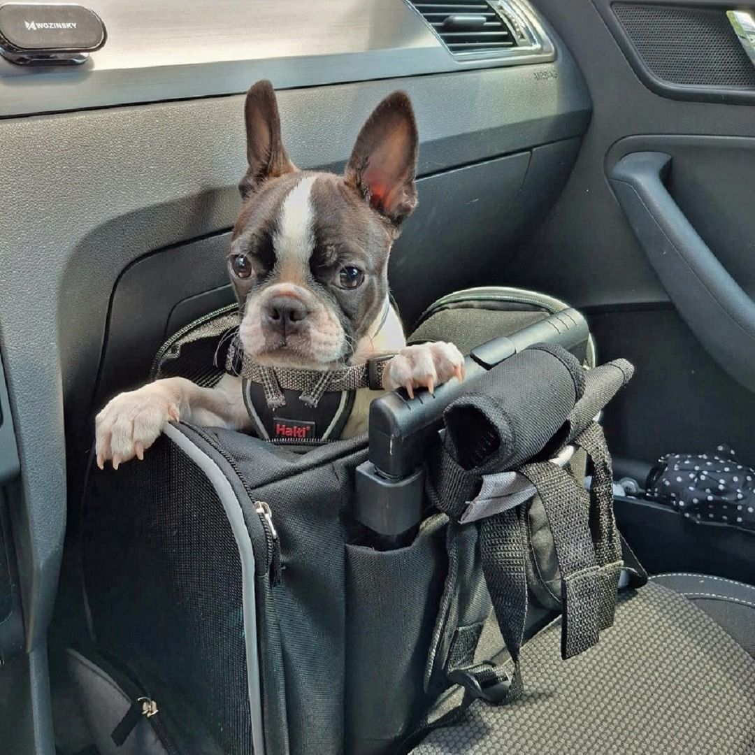 Soutěžní fotografie - Roxy,  Bostonský terier