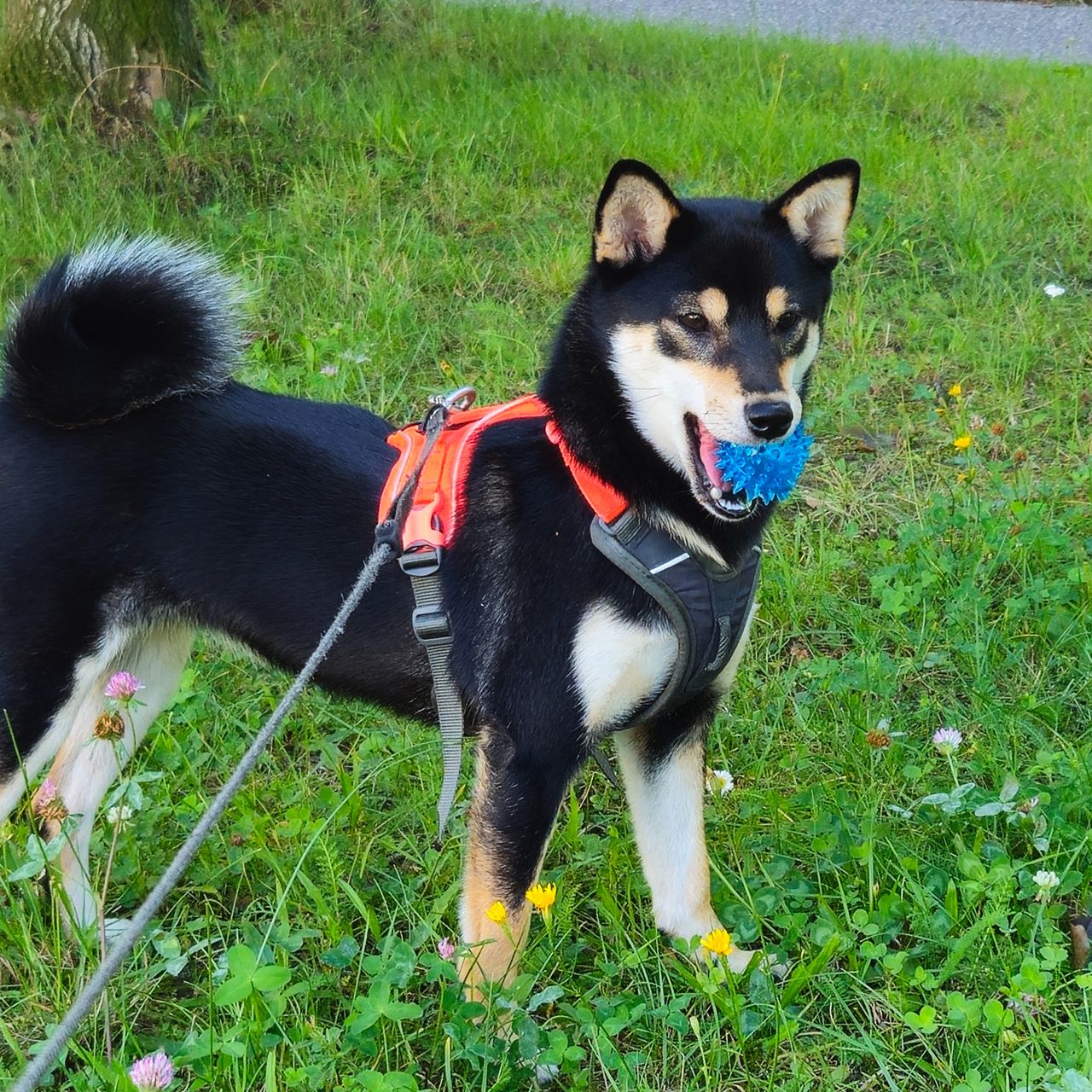 Soutěžní fotografie - Meggie,  Shiba