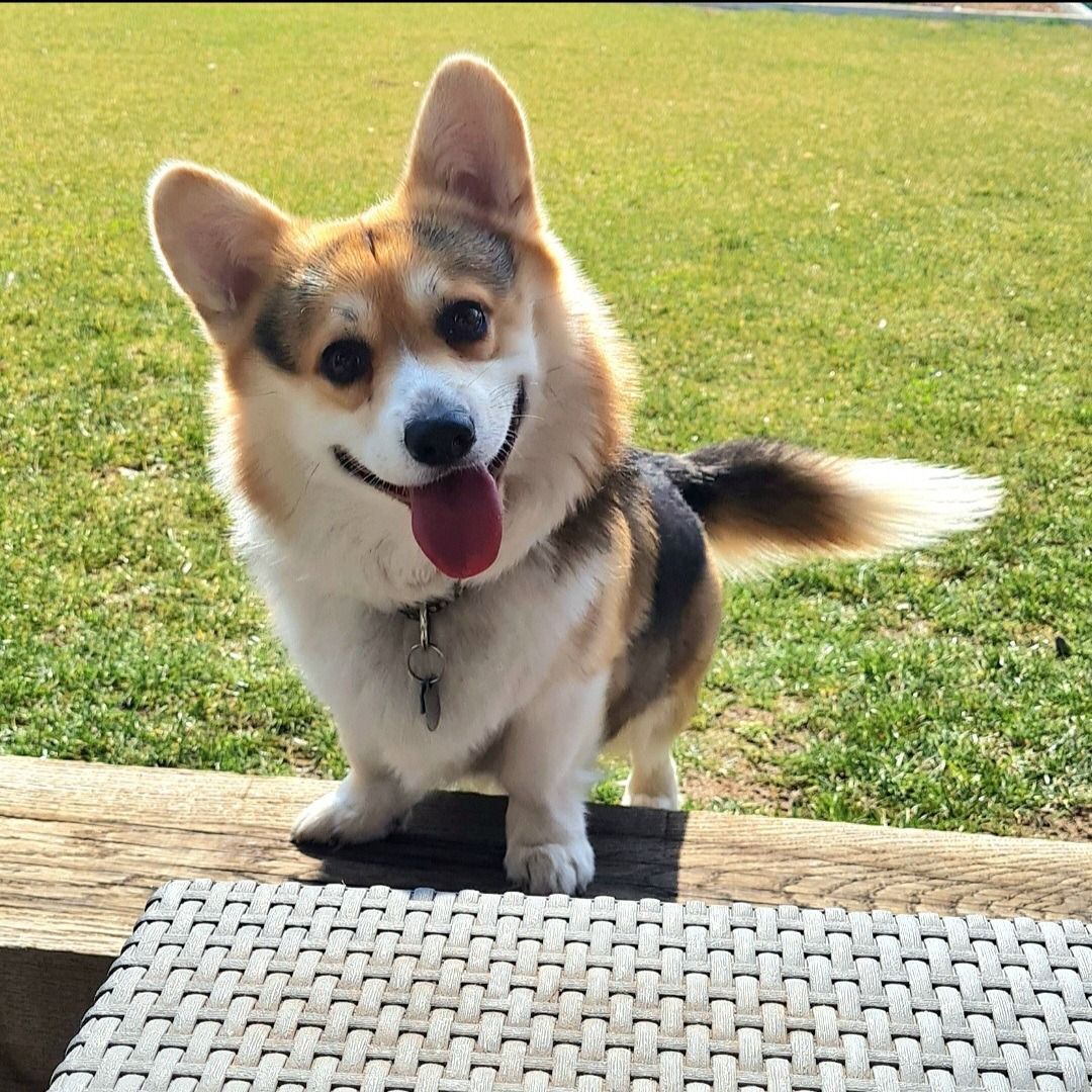 Soutěžní fotografie - Alfréd,  Welsh Corgi Pembroke