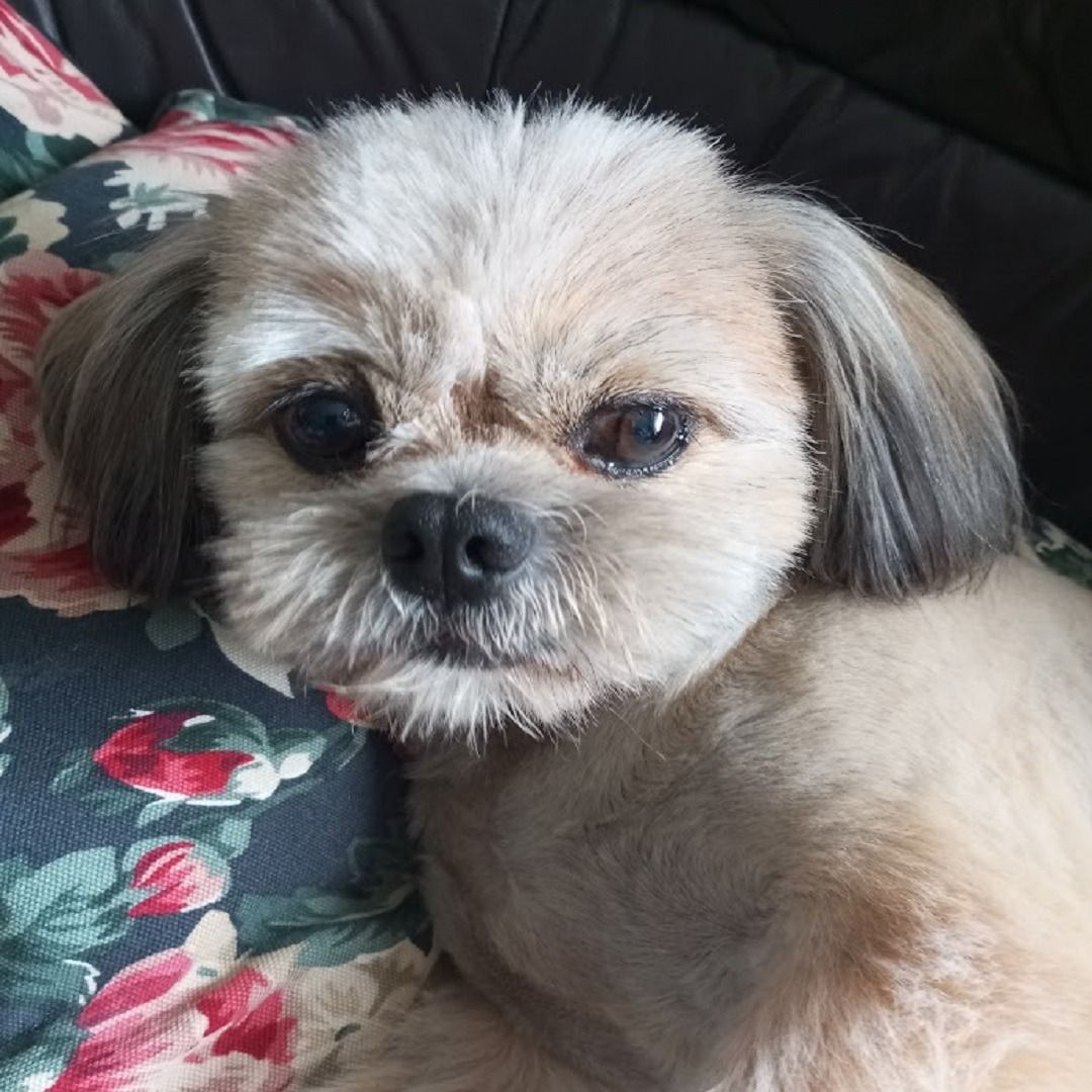 Soutěžní fotografie - Jakoubek Lojzík 2.,  Shih-tzu