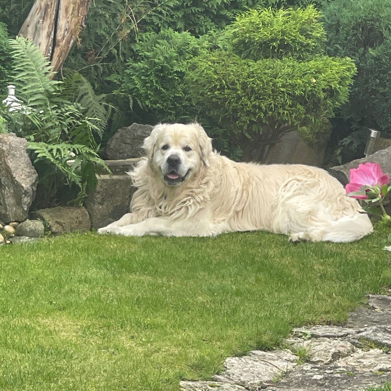Soutěžní fotografie - Bady,  Zlatý retriever