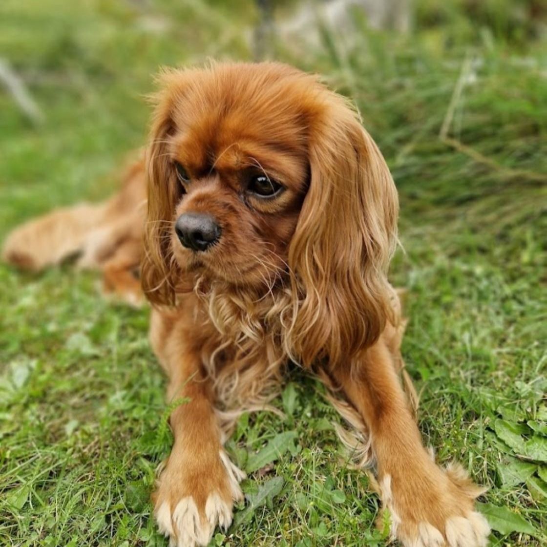 Soutěžní fotografie - Vilík,  Kavalír King Charles španěl