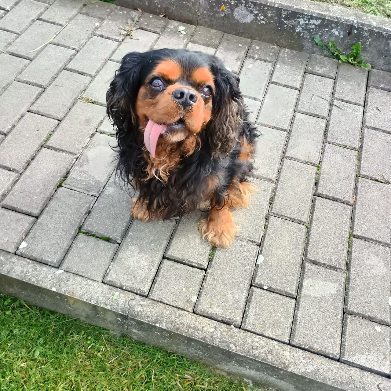 Soutěžní fotografie - Richie,  Kavalír King Charles španěl
